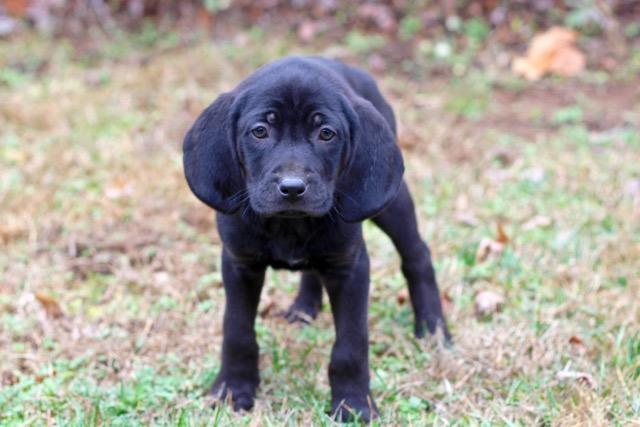 PUPPY COLEMAN, a Adopted Catahoula Leopard Dog in Franklin, TN image 2/3