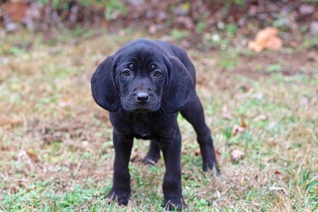 PUPPY COLEMAN, a Adopted Catahoula Leopard Dog in Franklin, TN image 3/3