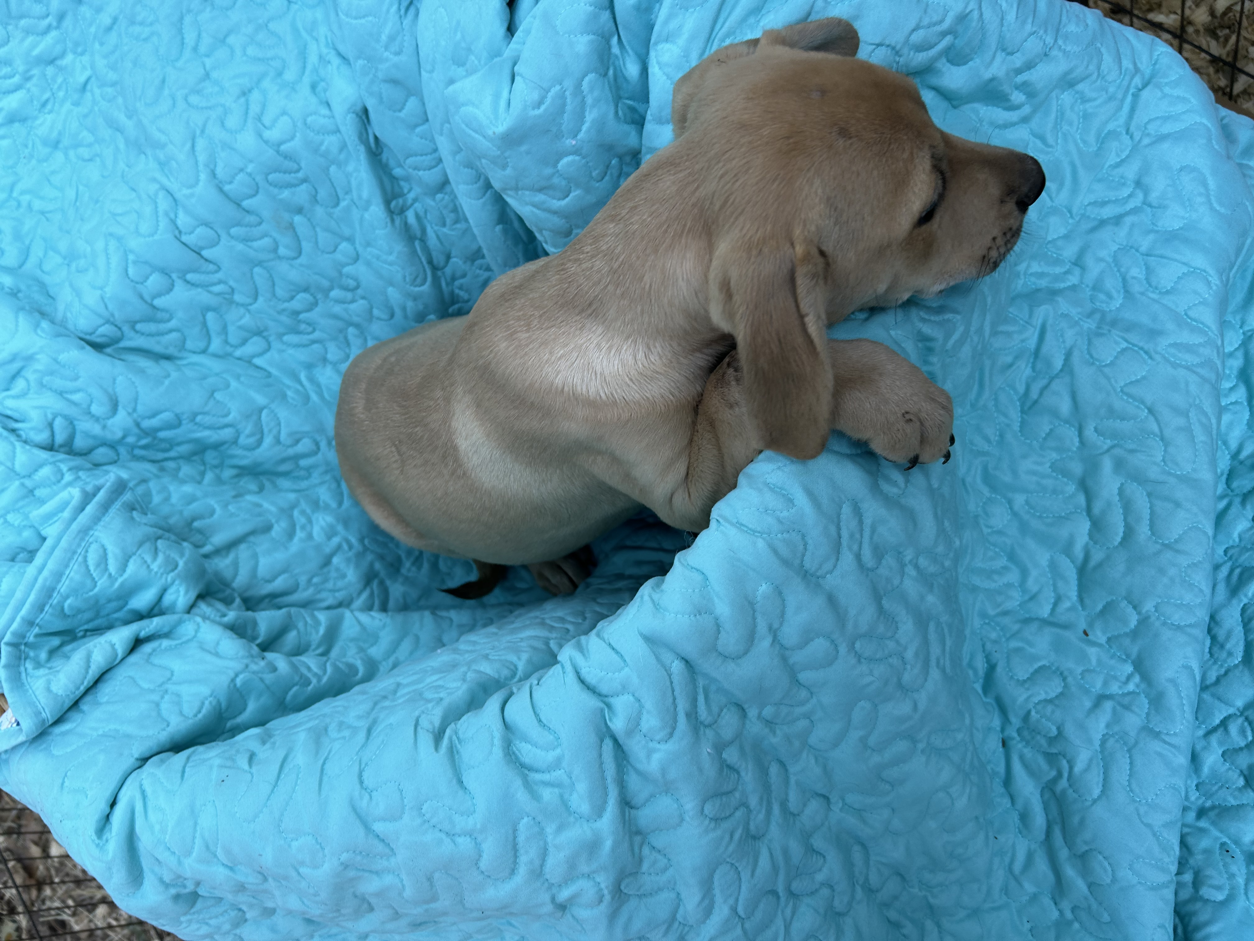 Dog for adoption Hannah, a Yellow Labrador Retriever & Golden