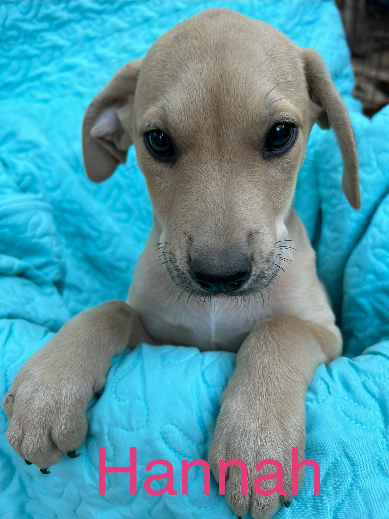 Dog for adoption Hannah, a Yellow Labrador Retriever & Golden