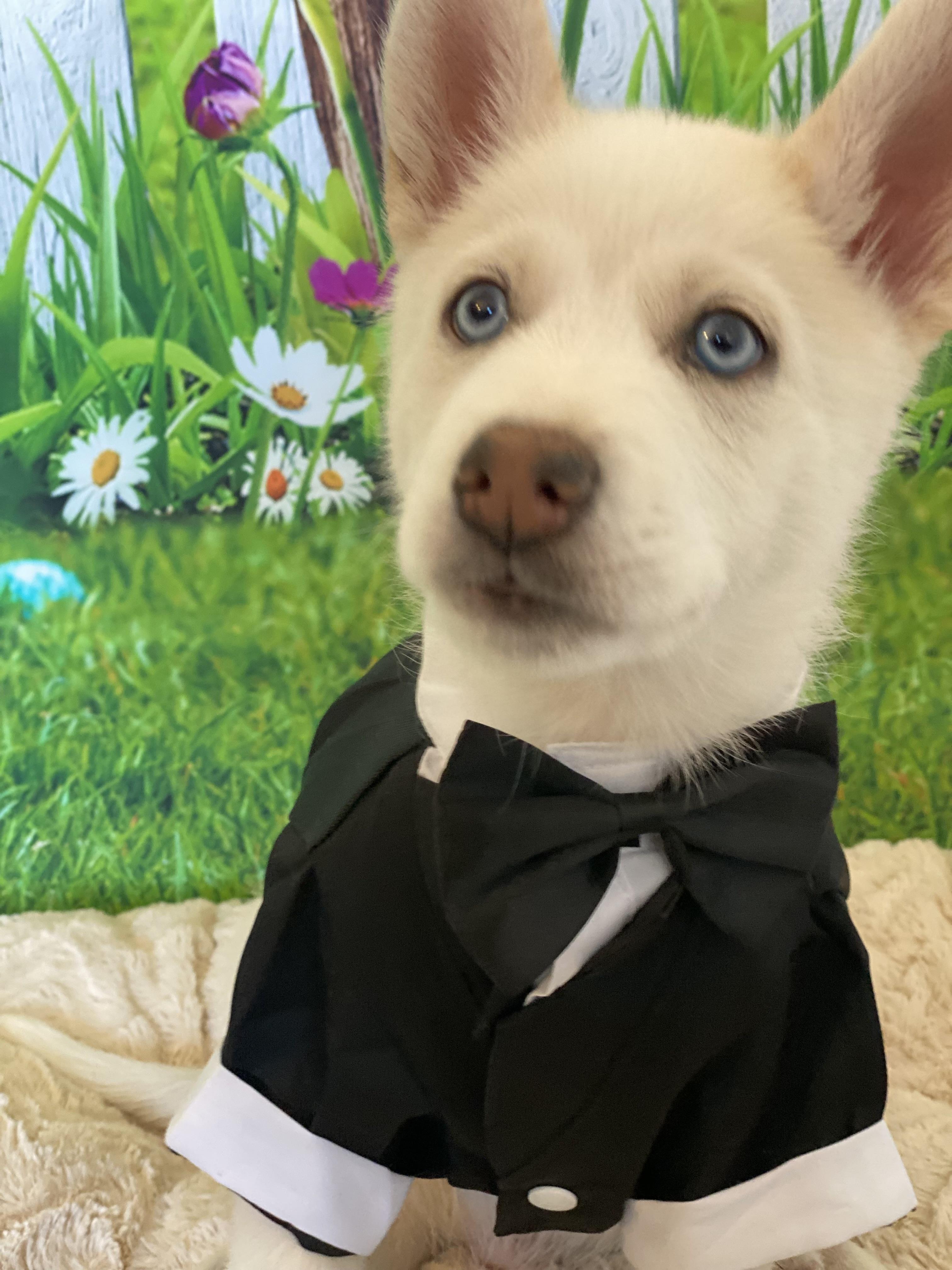 Enlarge Blarney, an adopted mixed breed in Copiague, NY image 5/5