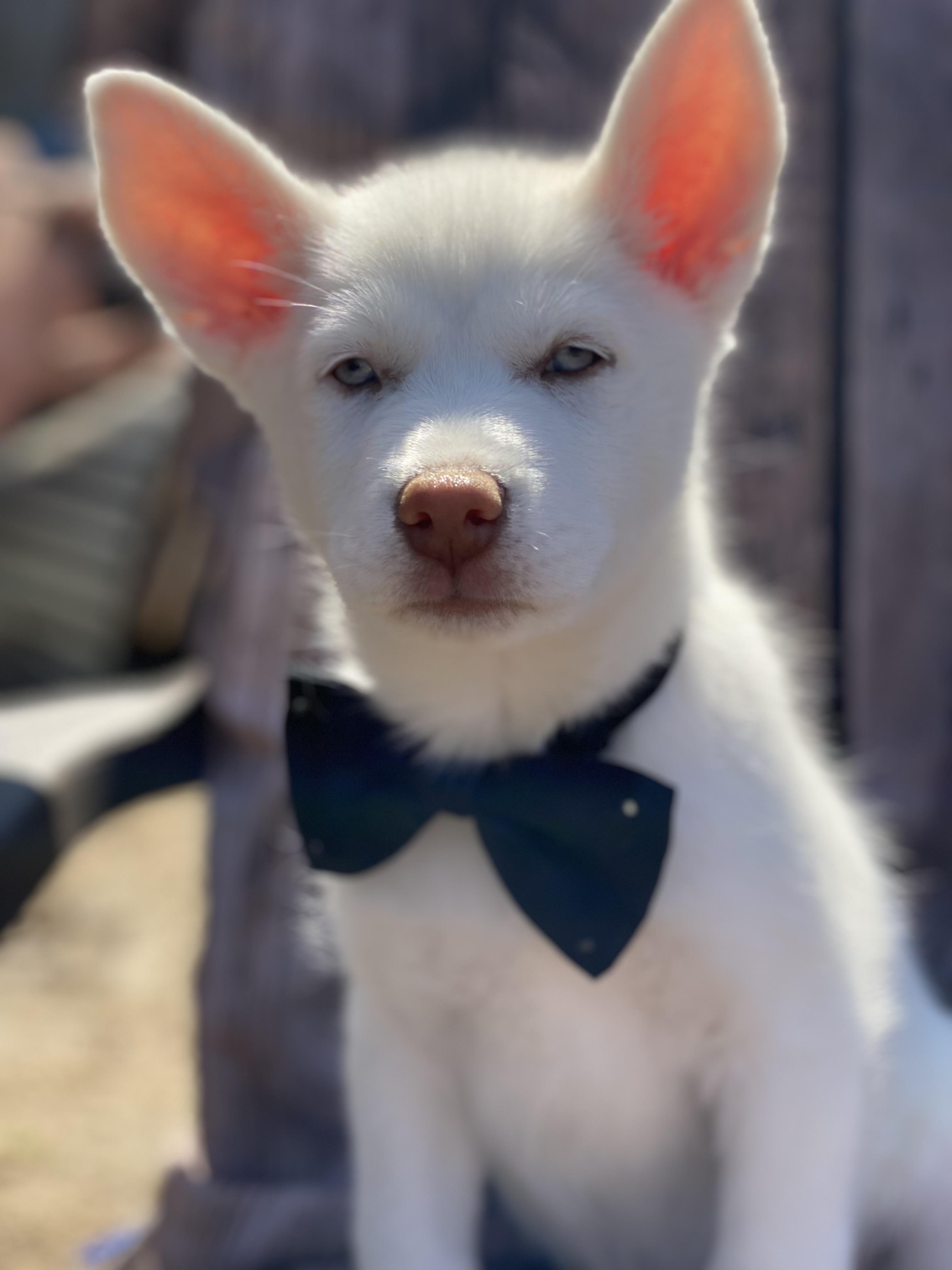 Blarney, adopted, Puppy Male White German Shepherd.