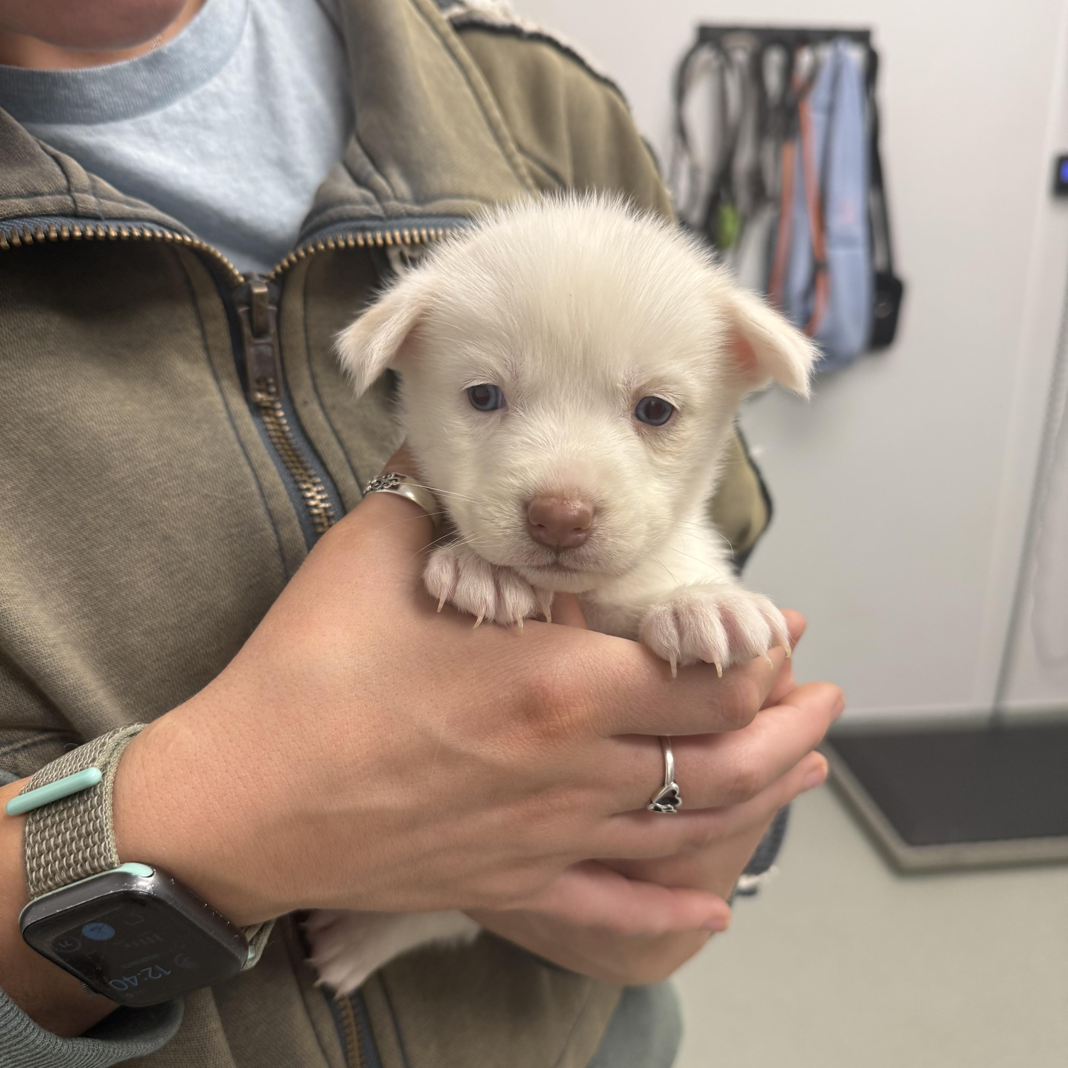 Enlarge Blarney, an adopted mixed breed in Copiague, NY image 4/5