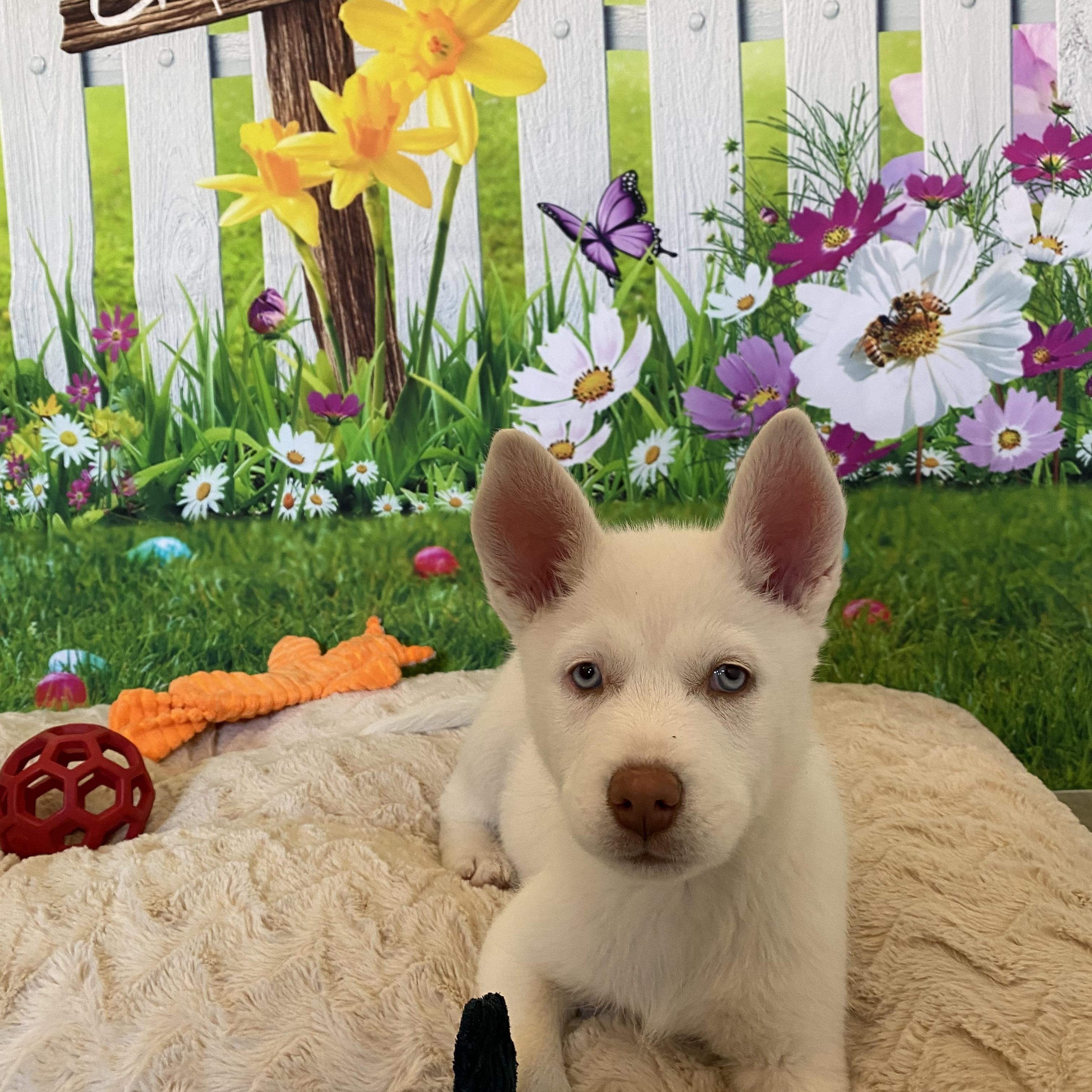 Enlarge Blarney, an adopted mixed breed in Copiague, NY image 2/5