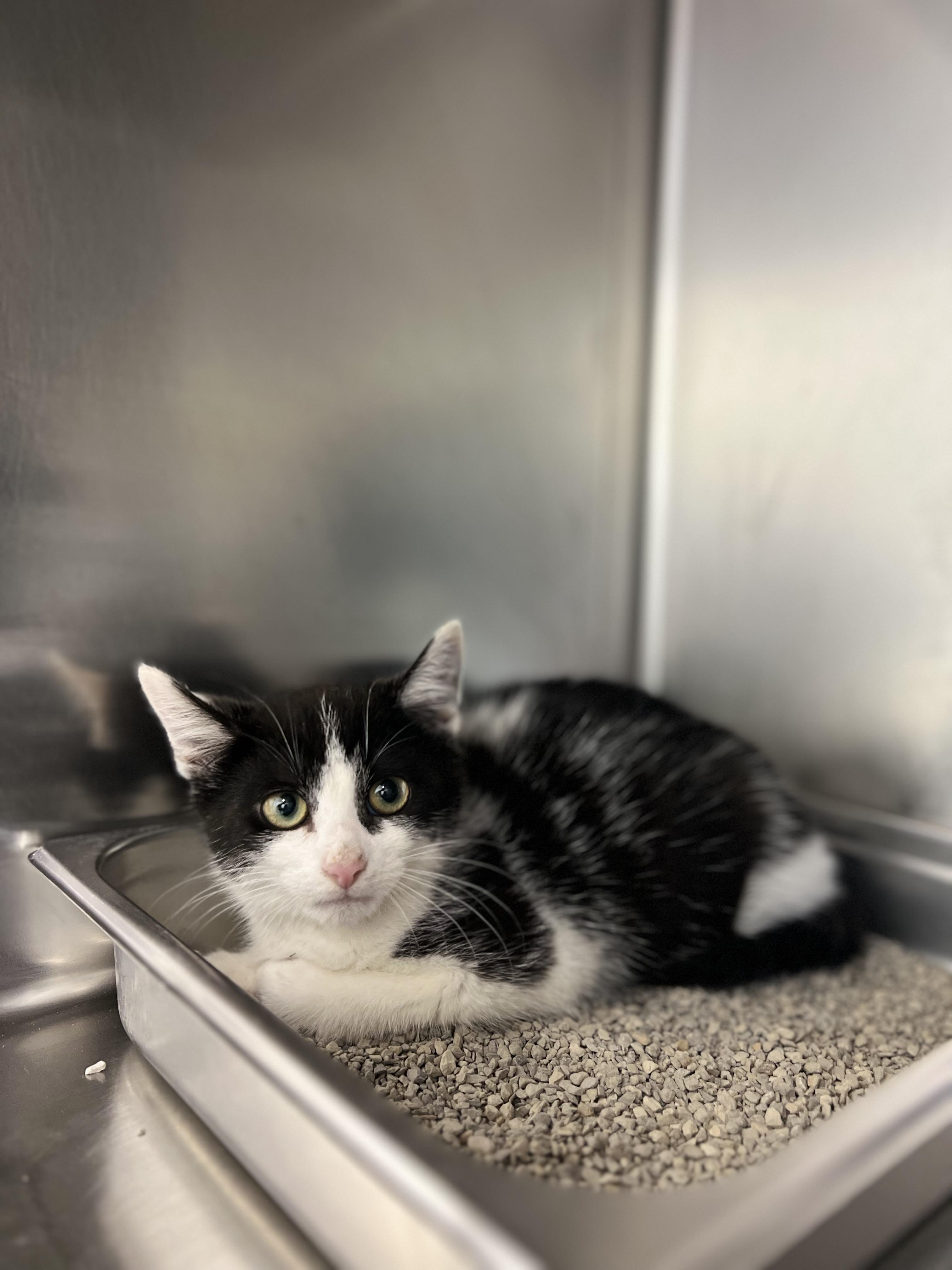 Wesley 4345, an adopted Domestic Short Hair in St Stephen, NB image 2/2