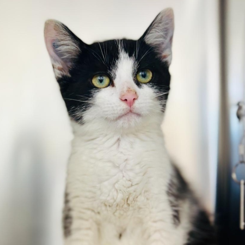 Wesley 4345, an adopted Domestic Short Hair in St Stephen, NB image 1/2