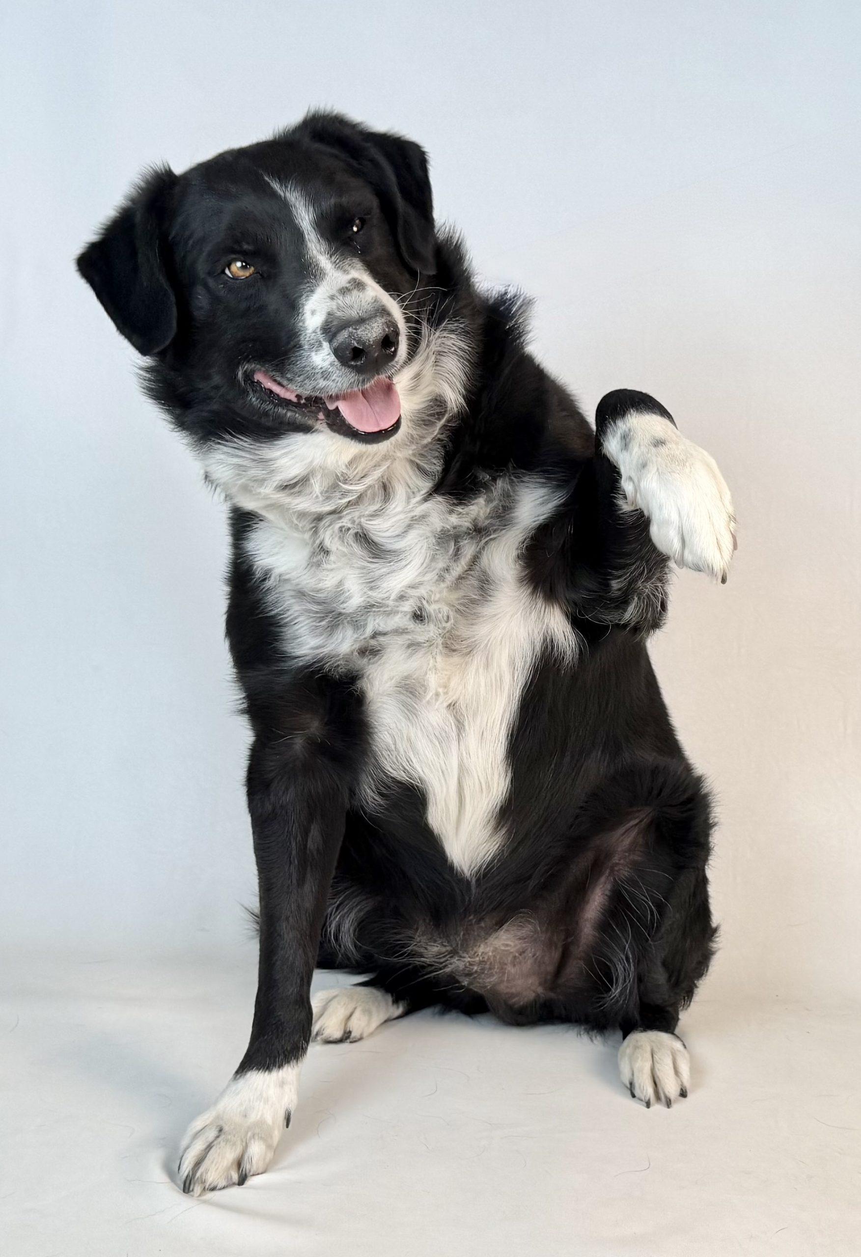 Enlarge Rocky, a Adoptable Border Collie in Dillon, MT image 1/1