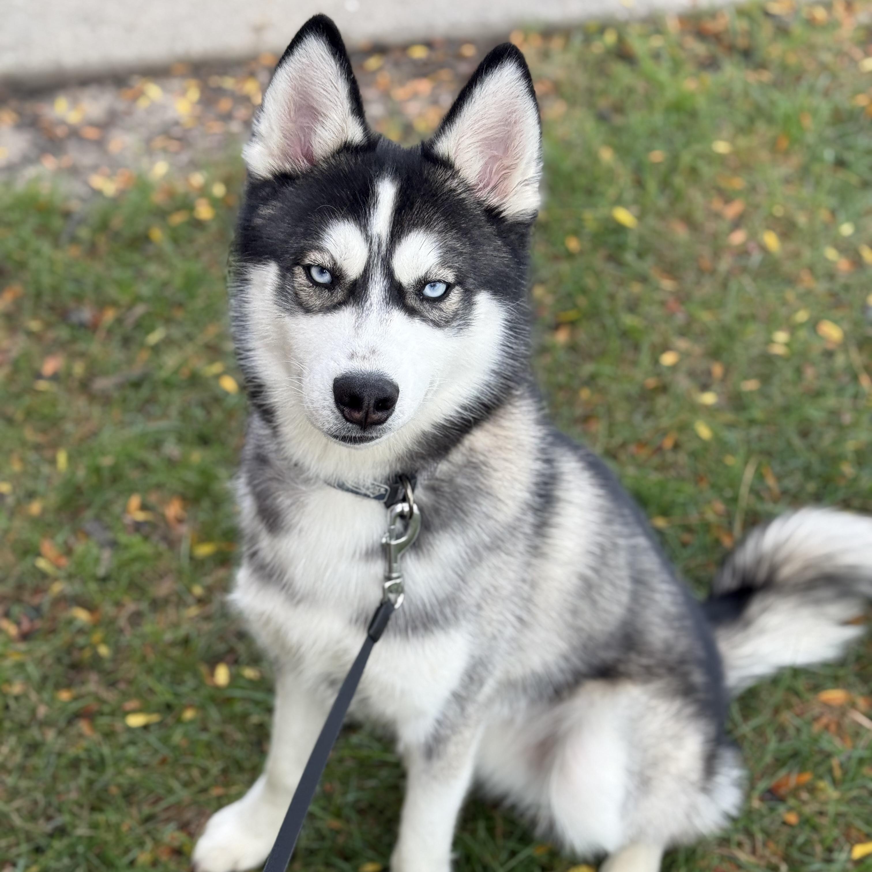 Chase, adopted, Young Male Husky.