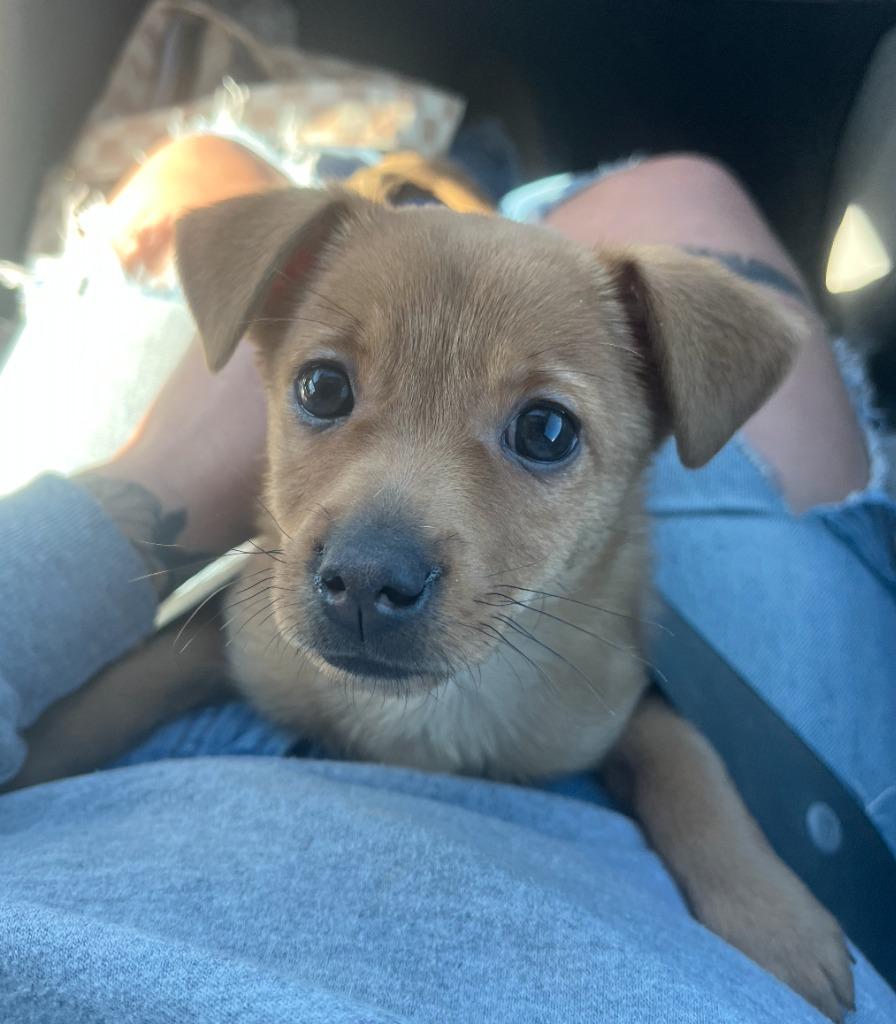 Enlarge Crumpet, a Adoptable mixed breed in Fayetteville, AR image 1/1