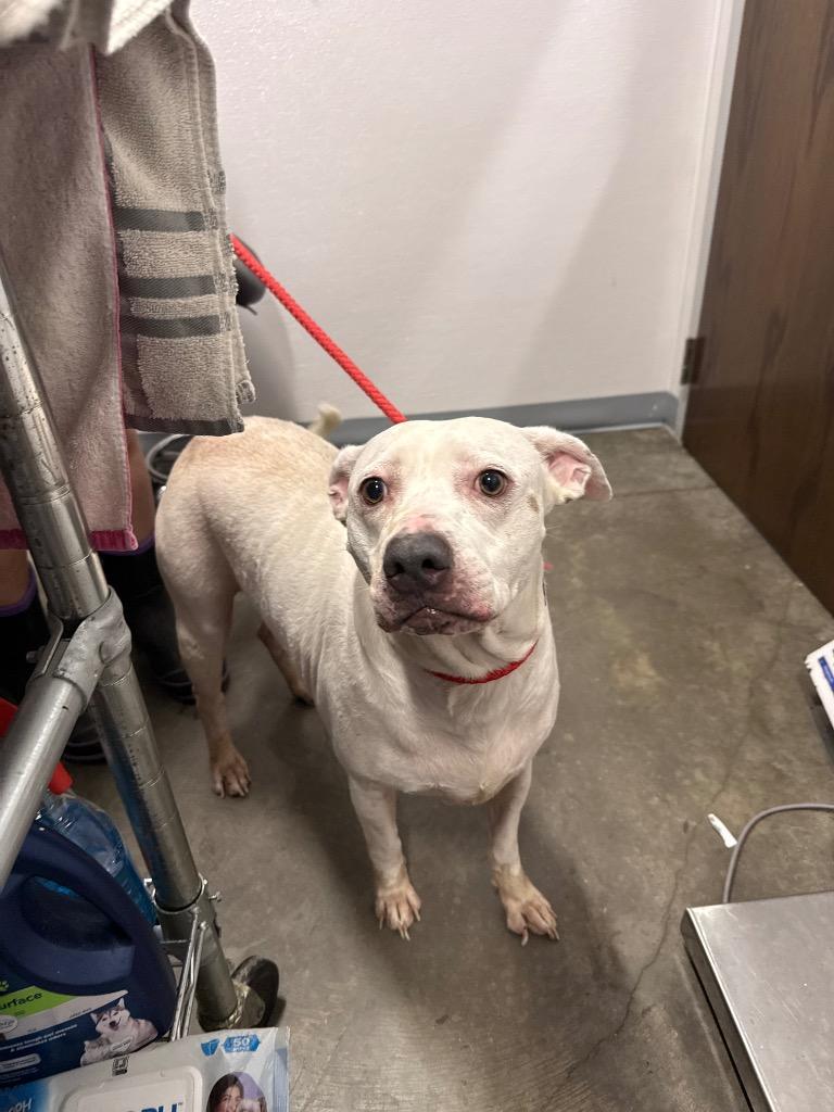 Casper, Adoptable, Young Male Mixed Breed.