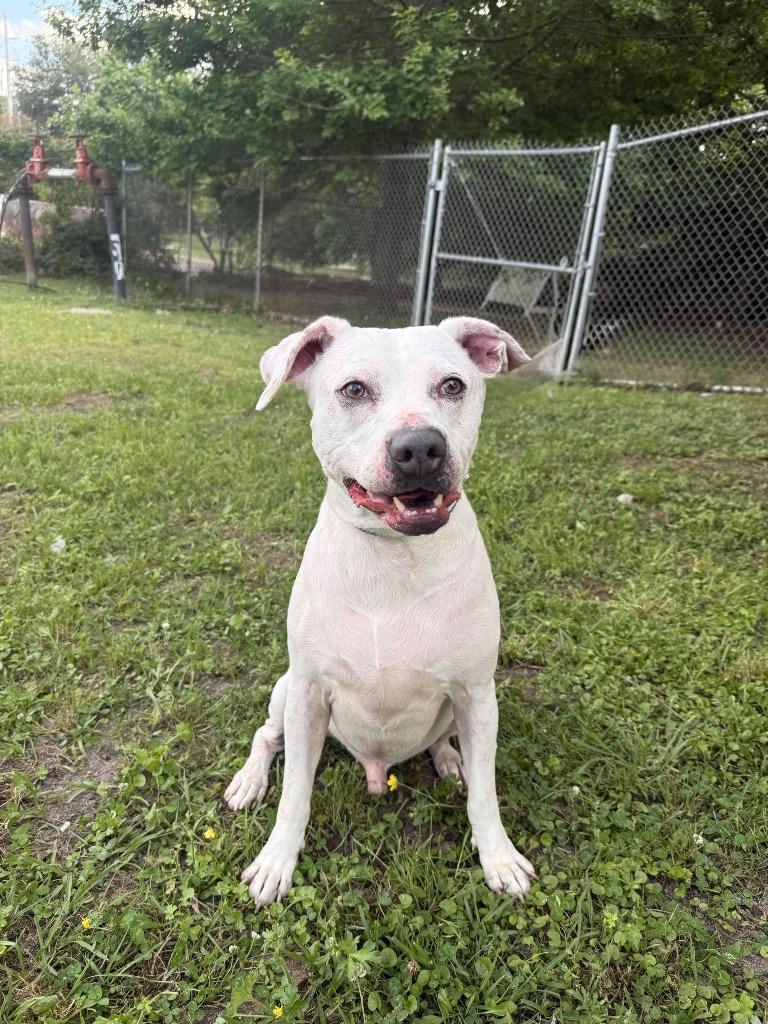 Enlarge Casper, a Adoptable mixed breed in Denham Springs, LA image 2/2