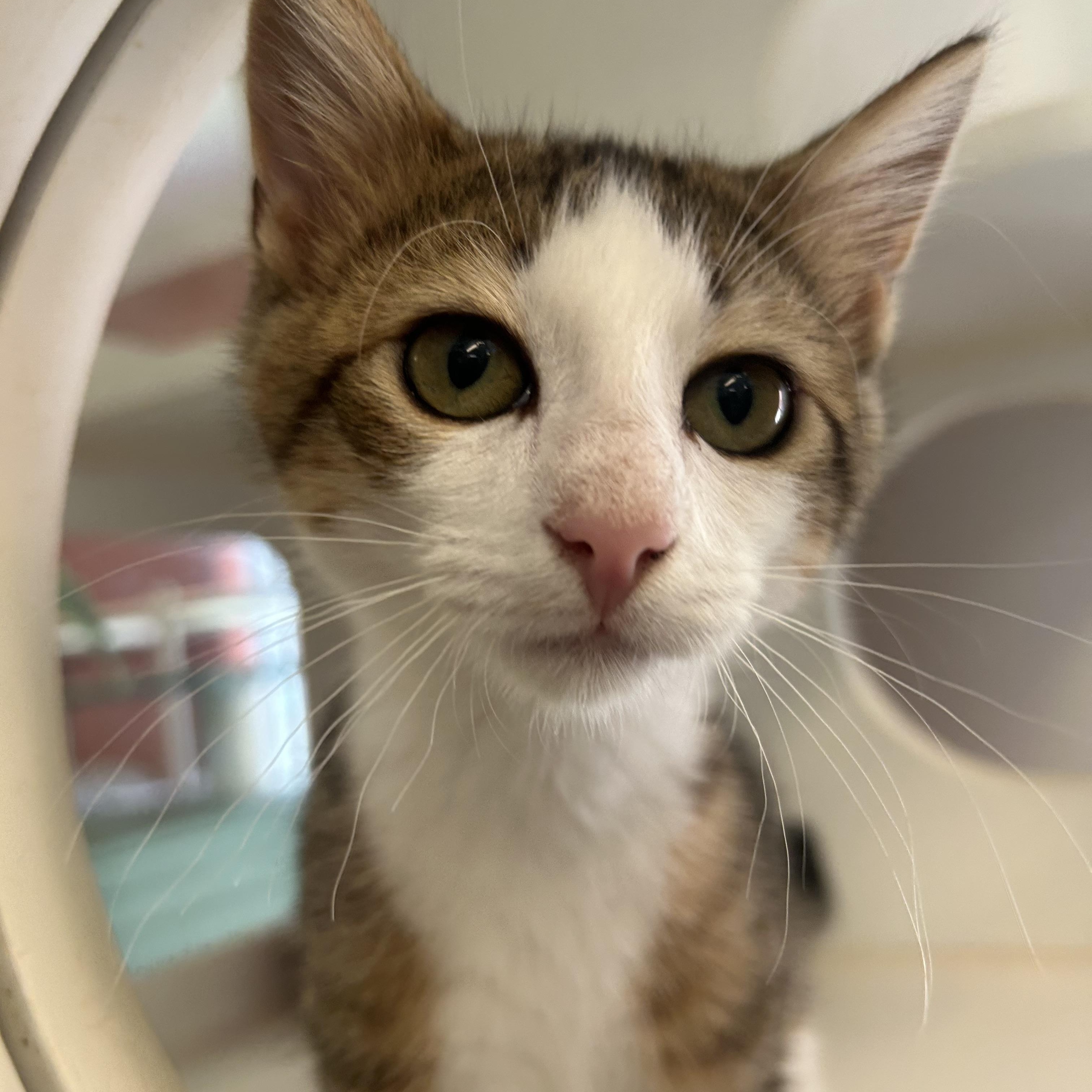 Rizzy, ADOPTABLE, Young Female Domestic Short Hair.