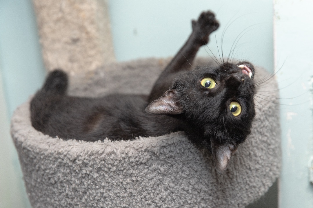 Precious, a Adoptable Bombay in Chicago, IL image 1/4