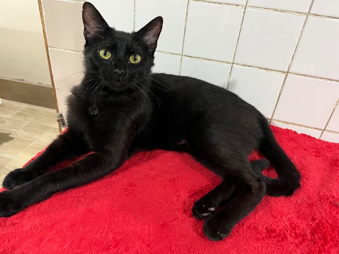 Precious, a Adoptable Bombay in Chicago, IL image 2/4