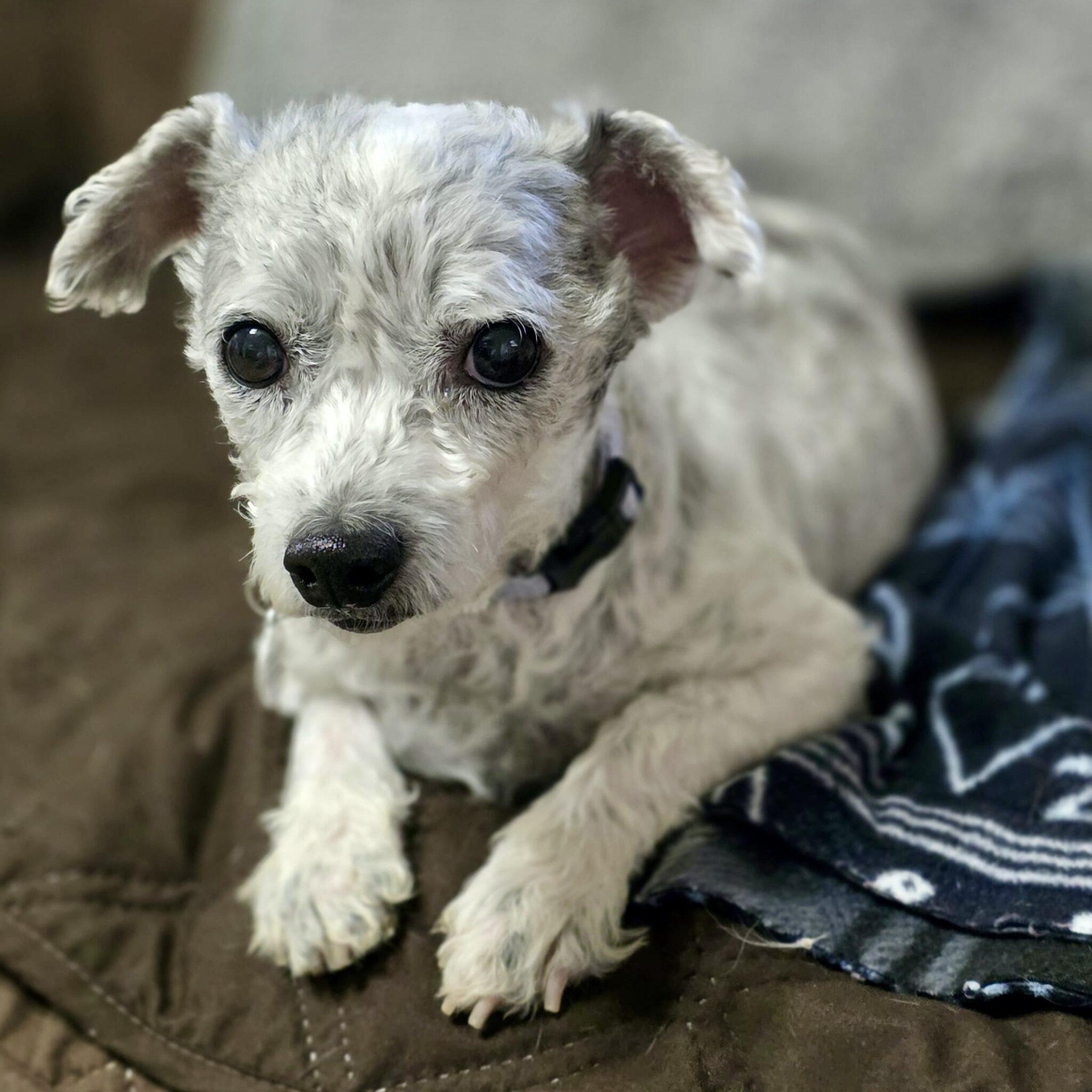 Angie, a Adoptable mixed breed in Mead, CO image 1/4