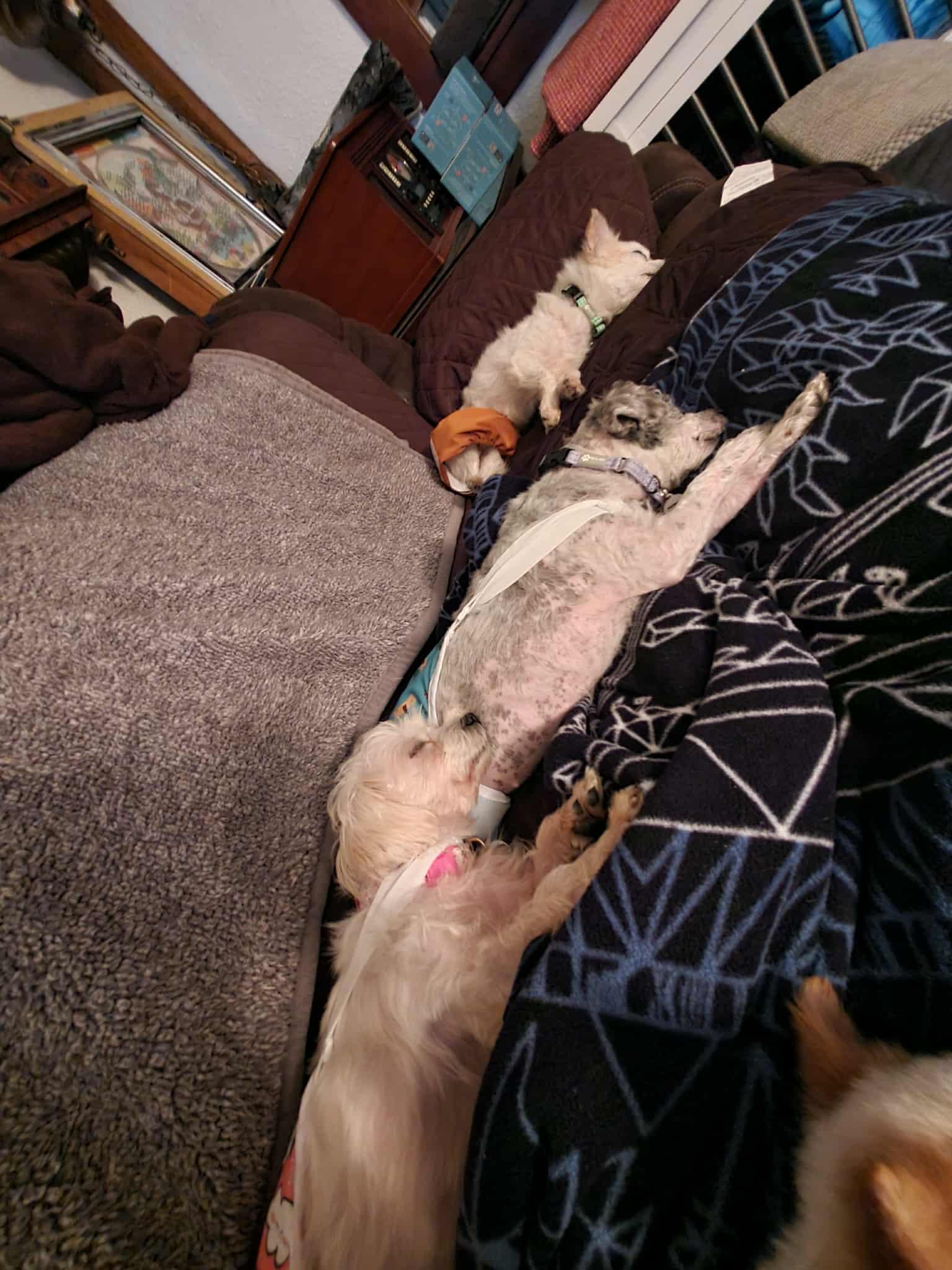 Angie, a Adoptable mixed breed in Mead, CO image 2/4