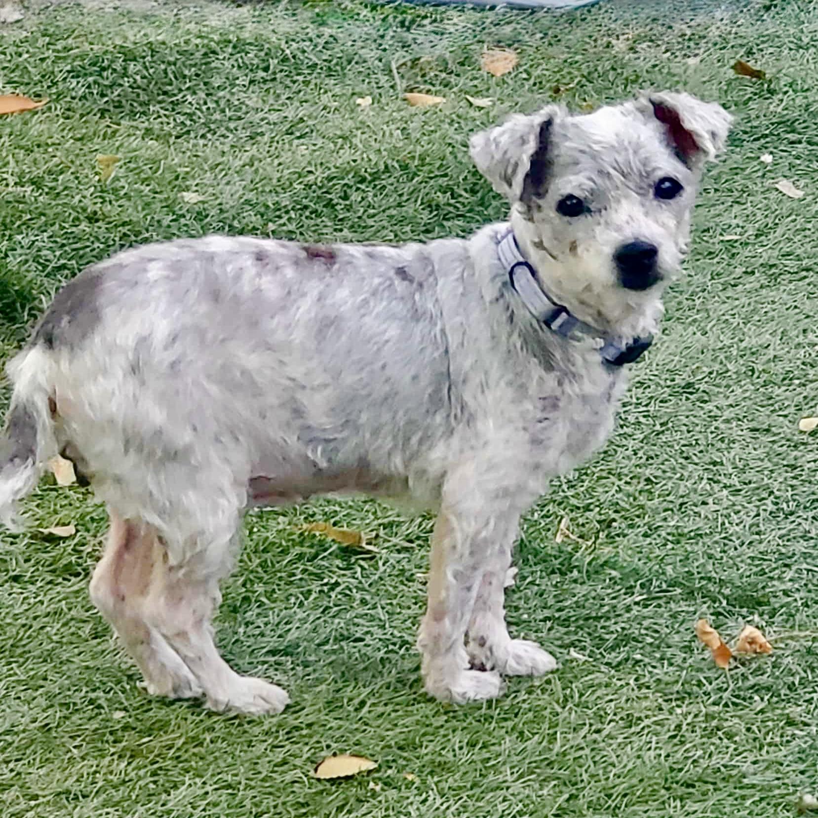 Angie, a Adoptable mixed breed in Mead, CO image 3/4