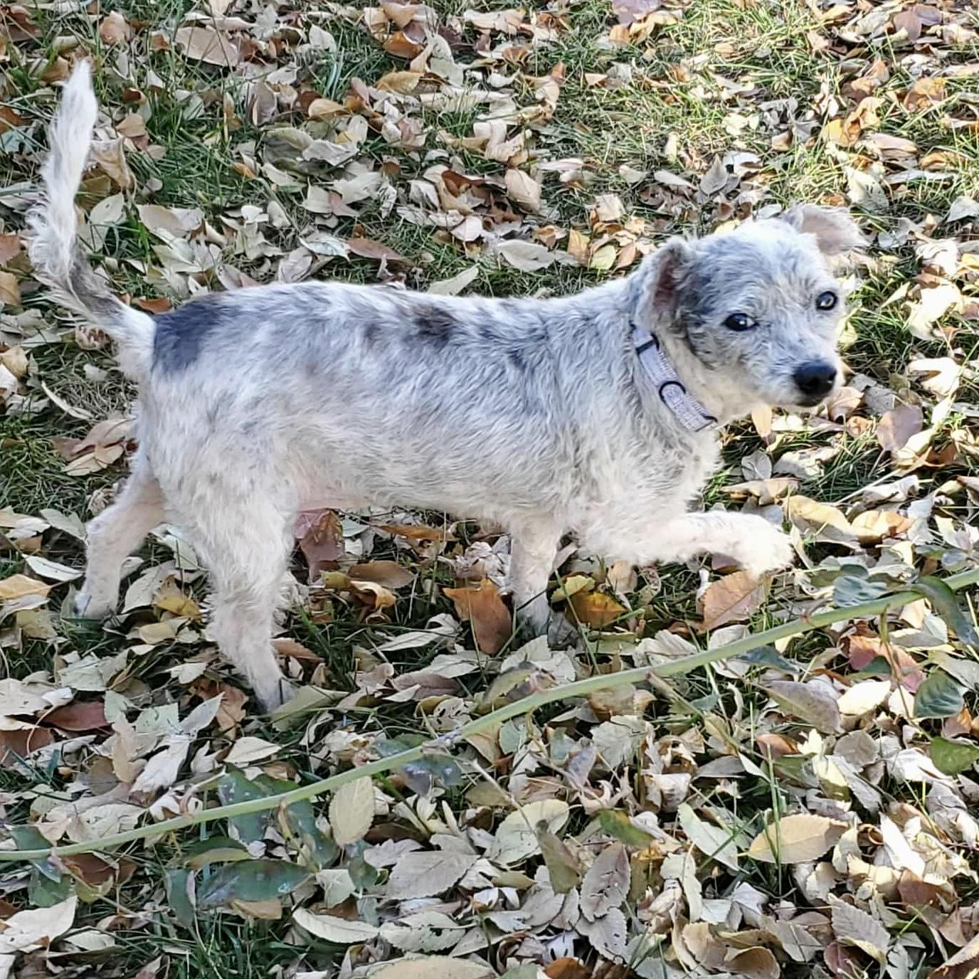 Angie, a Adoptable mixed breed in Mead, CO image 4/4