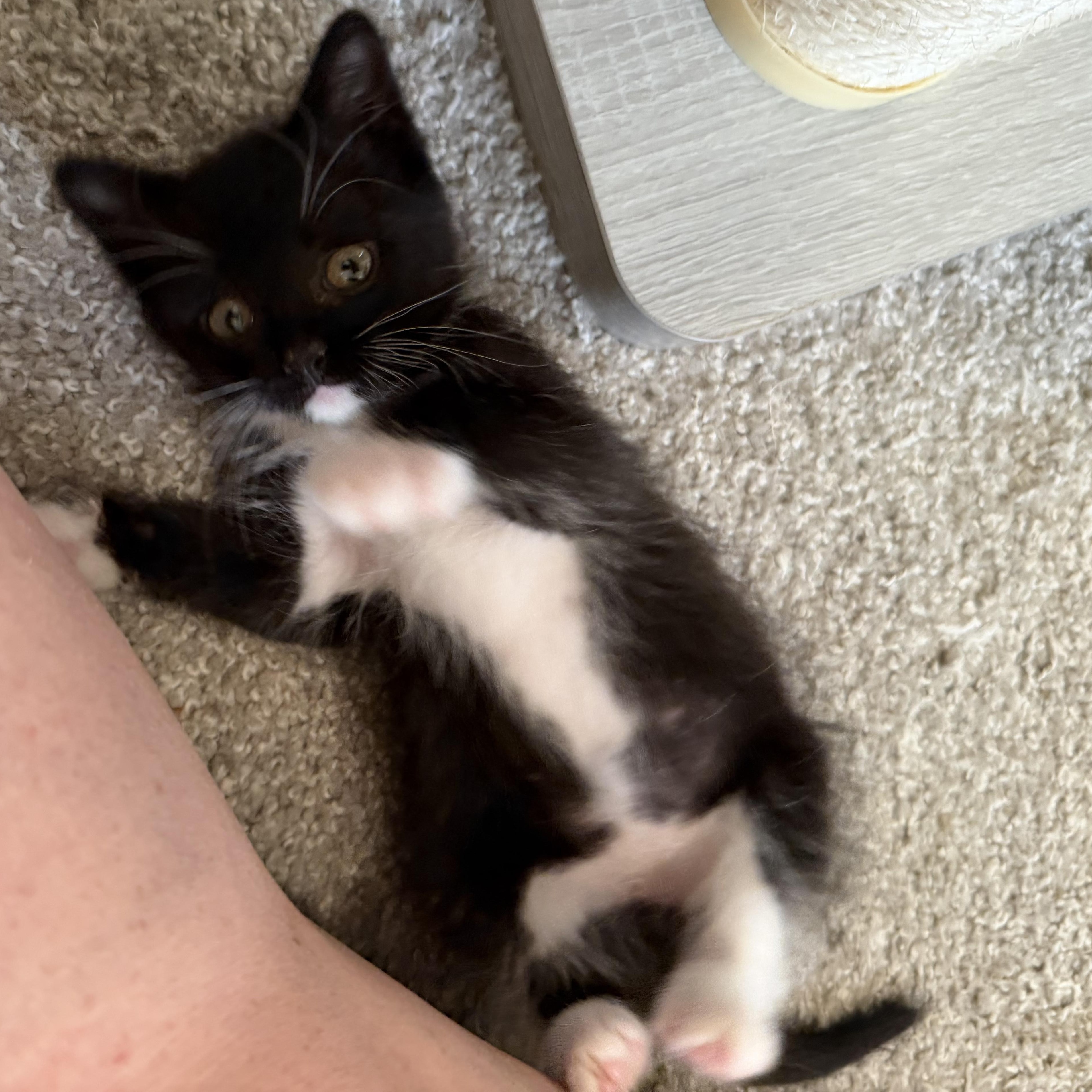 Enlarge Mojito, an adopted mixed breed in Midvale, UT image 6/6