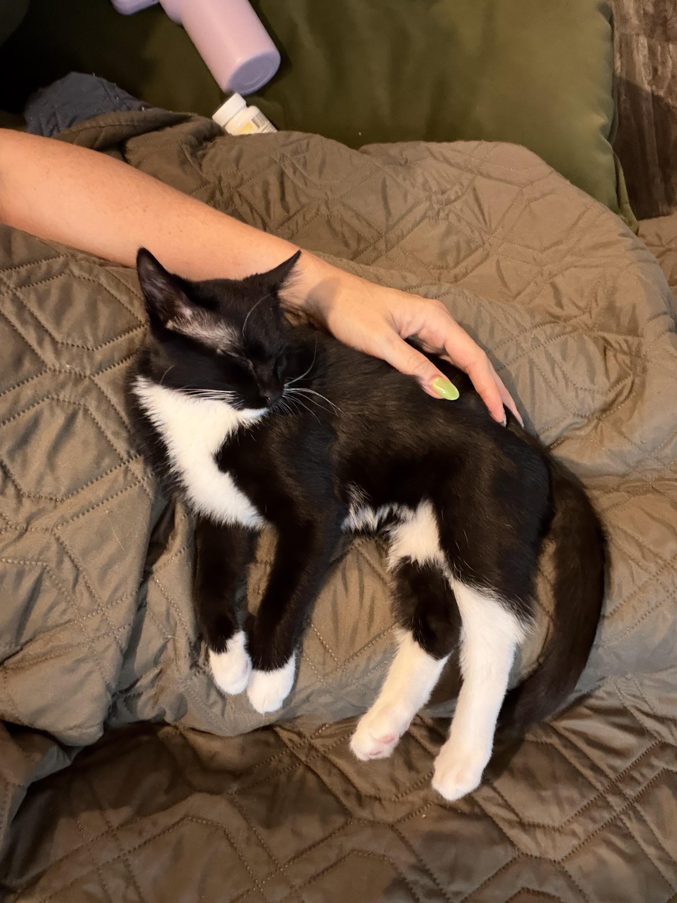 Enlarge Mojito, an adopted mixed breed in Midvale, UT image 3/6