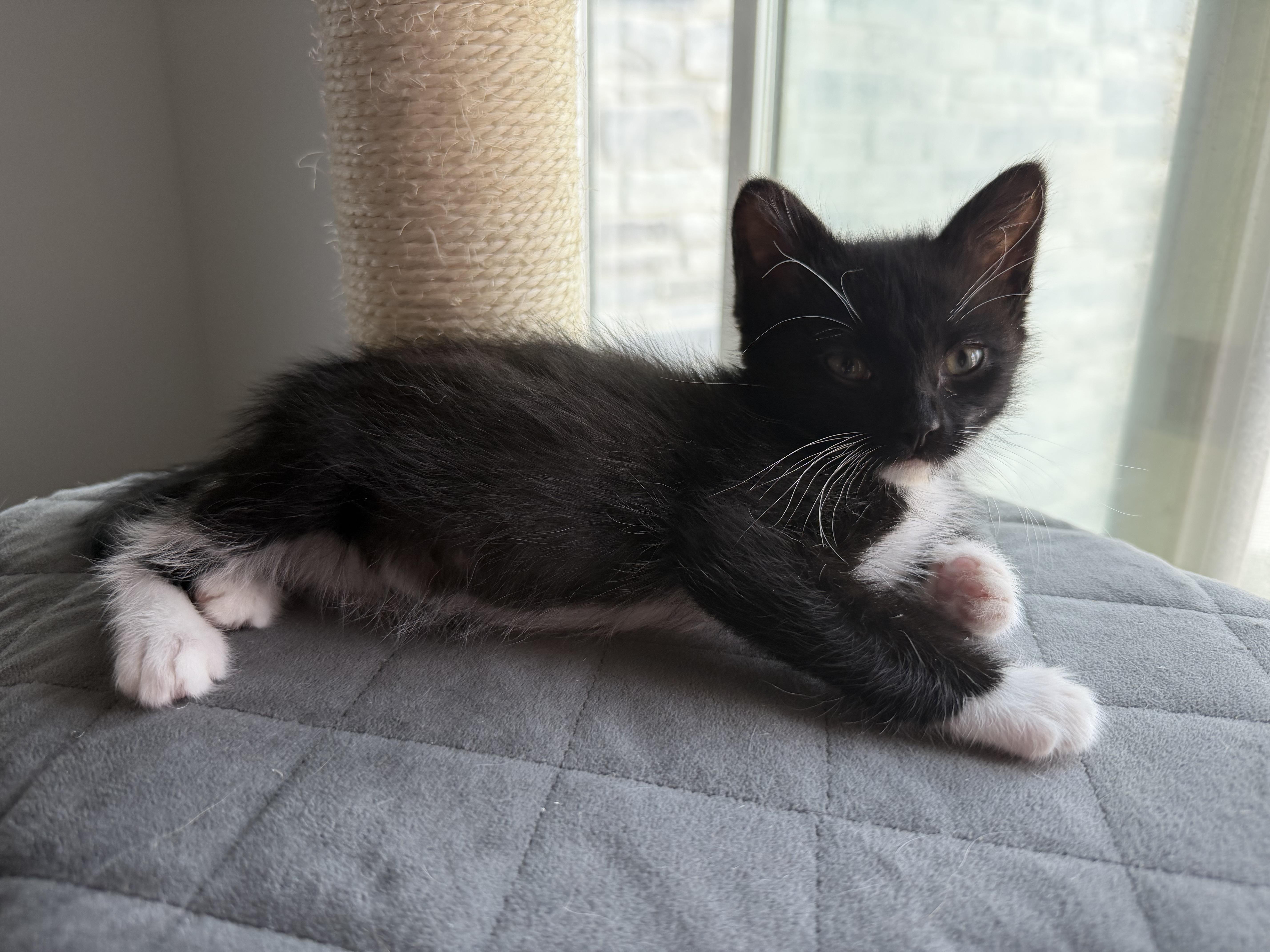 Enlarge Mojito, an adopted mixed breed in Midvale, UT image 2/6
