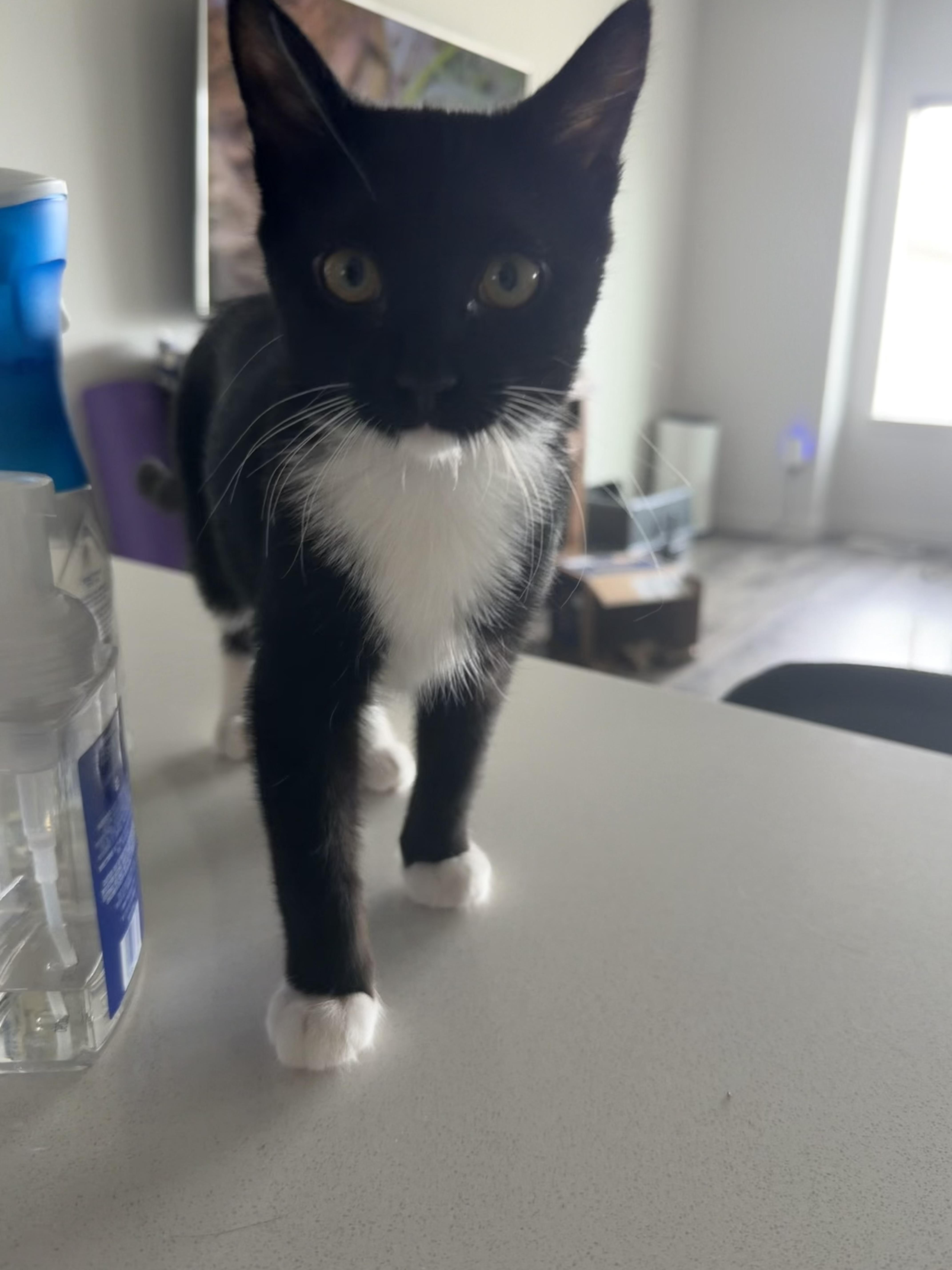 Mojito, adopted, Kitten Female Domestic Short Hair & Tuxedo.