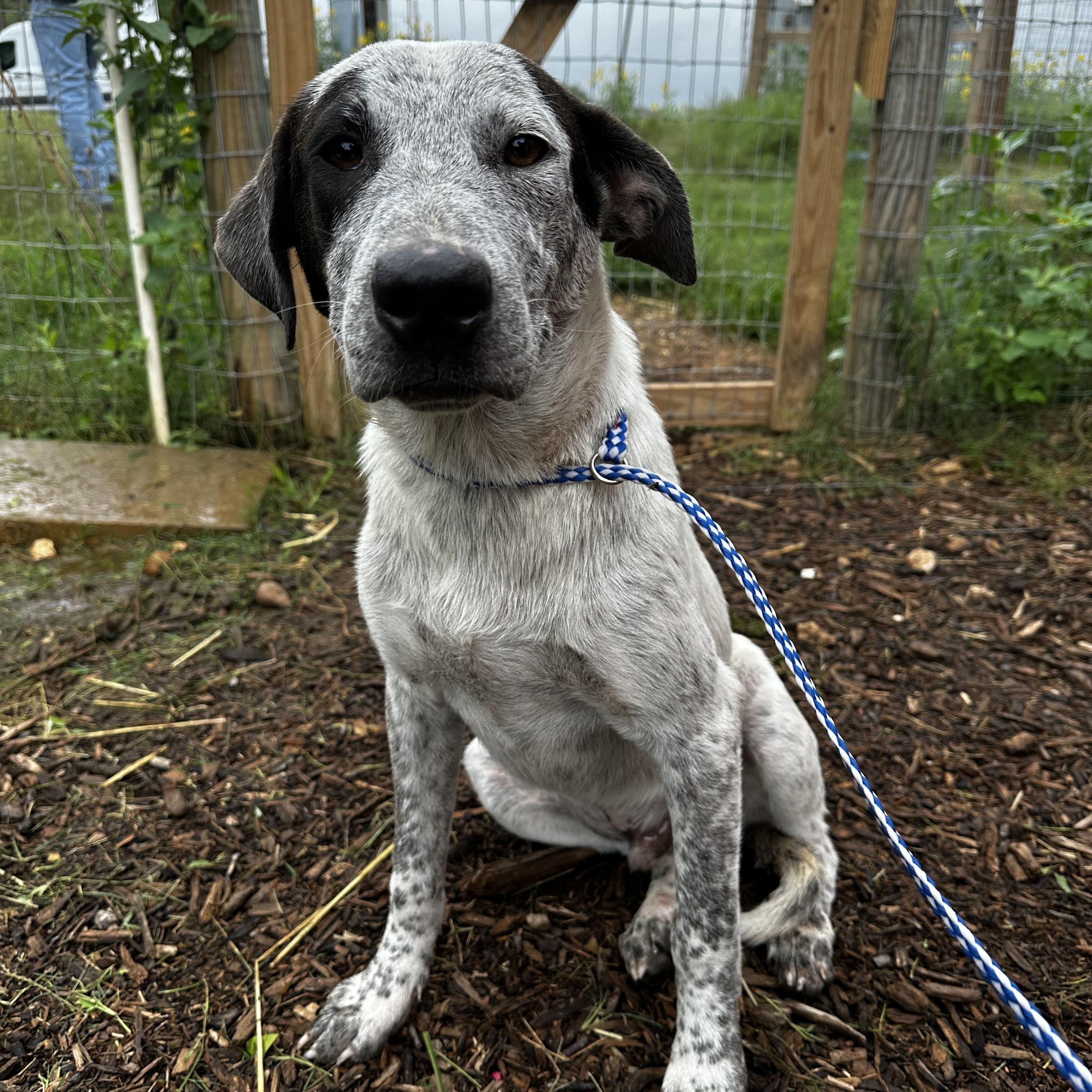 Jake and Dannielle, adopted, Adult Male Cattle Dog.
