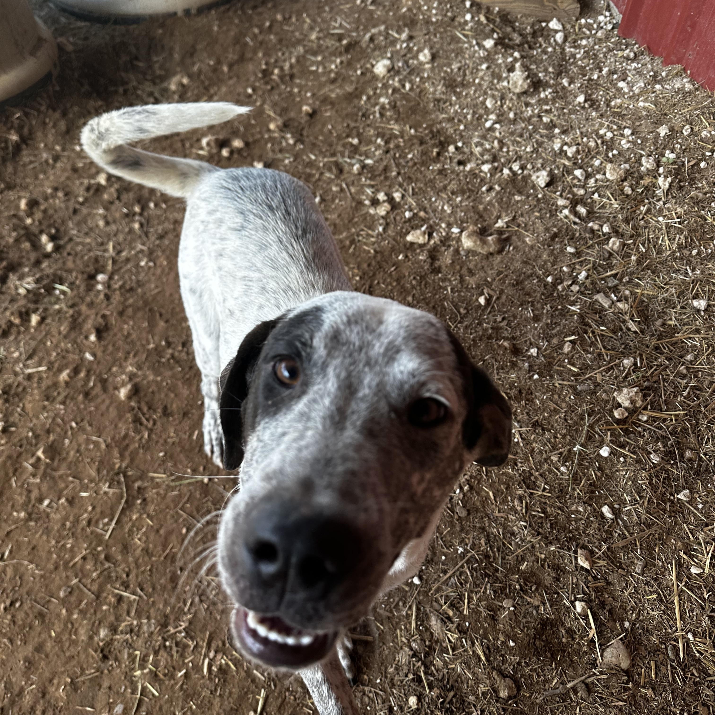 Jake and Dannielle, an adopted mixed breed in Seguin, TX image 3/4