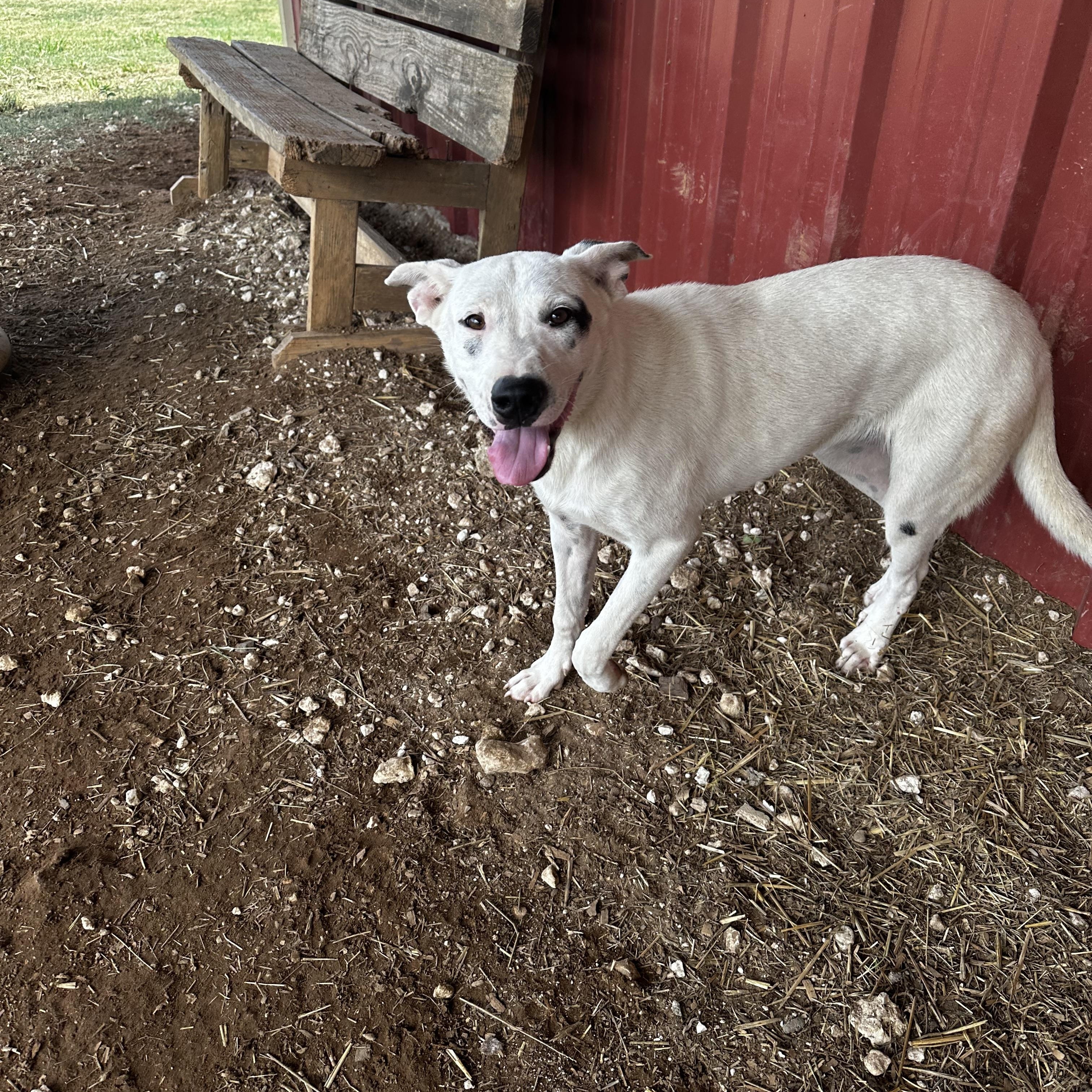 Jake and Dannielle, an adopted mixed breed in Seguin, TX image 2/4