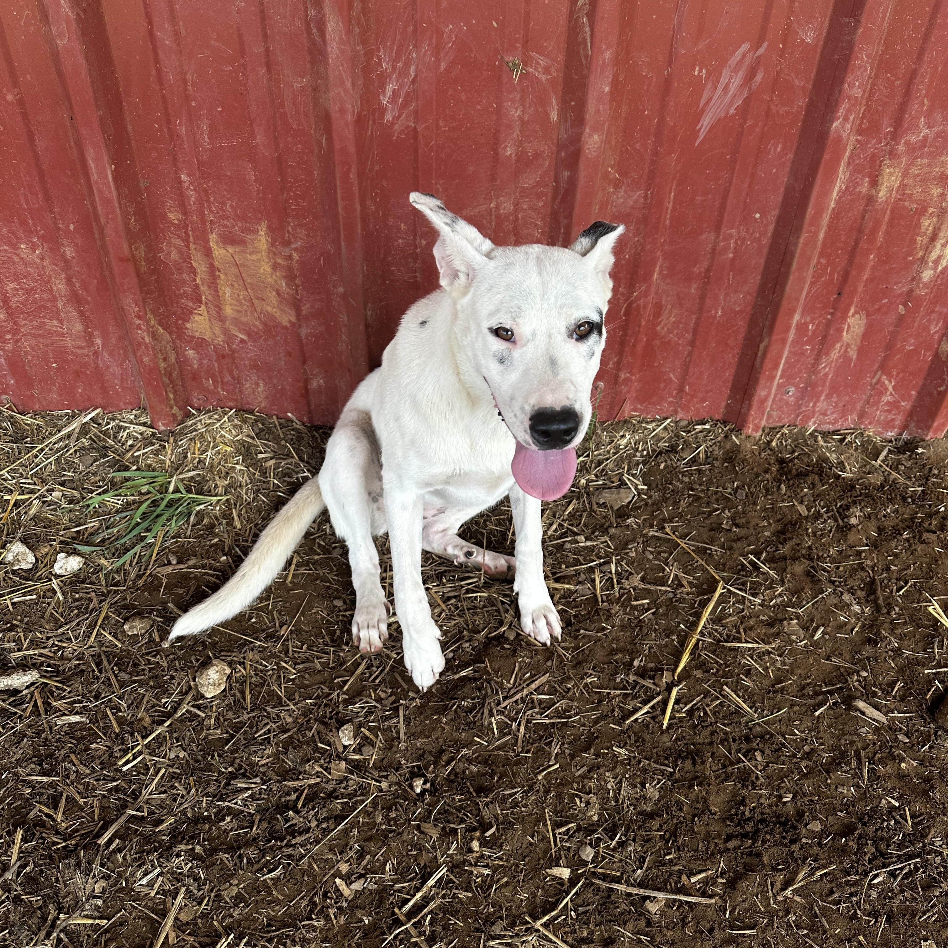 Jake and Dannielle, an adopted mixed breed in Seguin, TX image 4/4