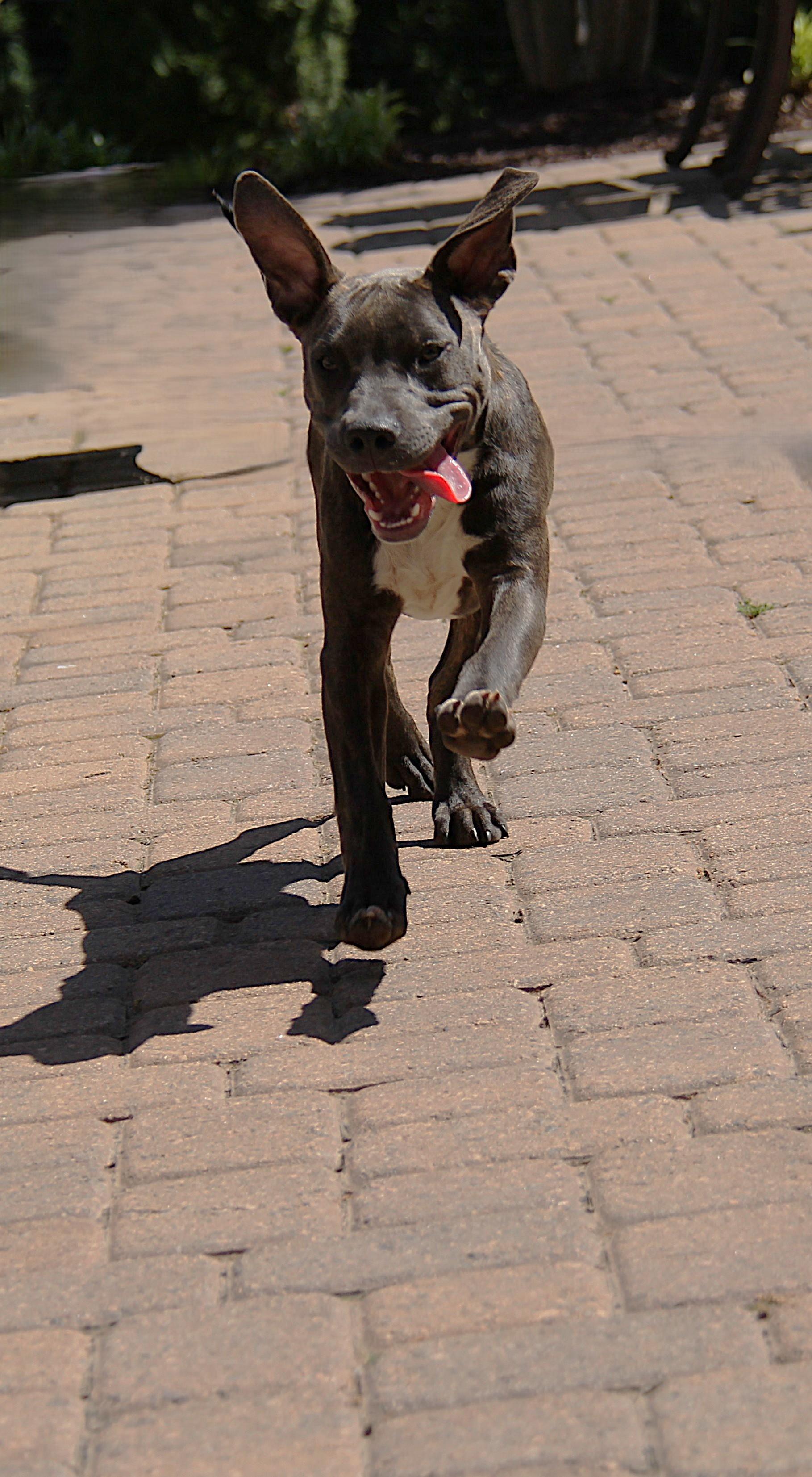 Ava, Adoptable, Puppy Female Pit Bull Terrier.