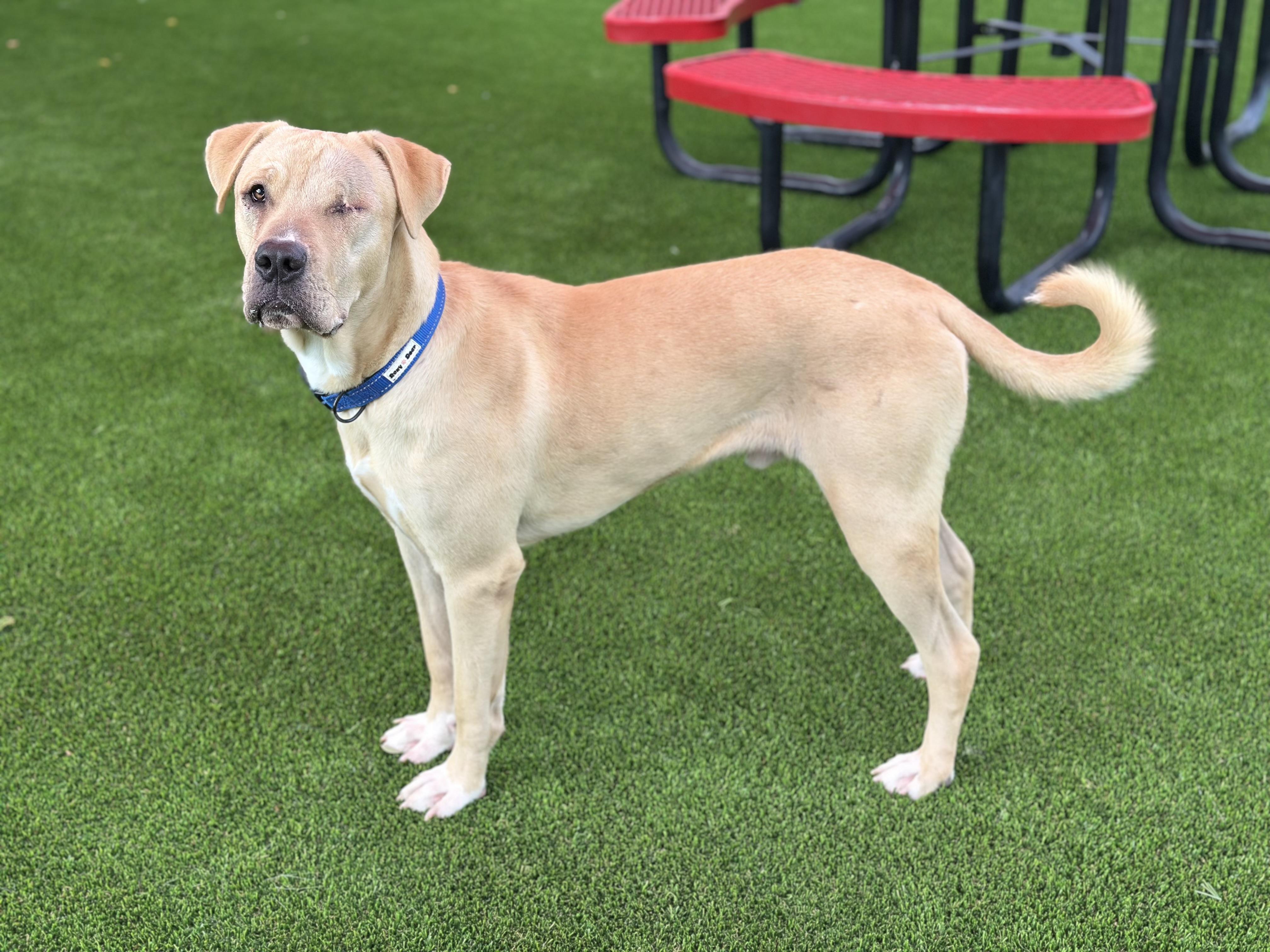 Warren, Adoptable, Adult Male Labrador Retriever.