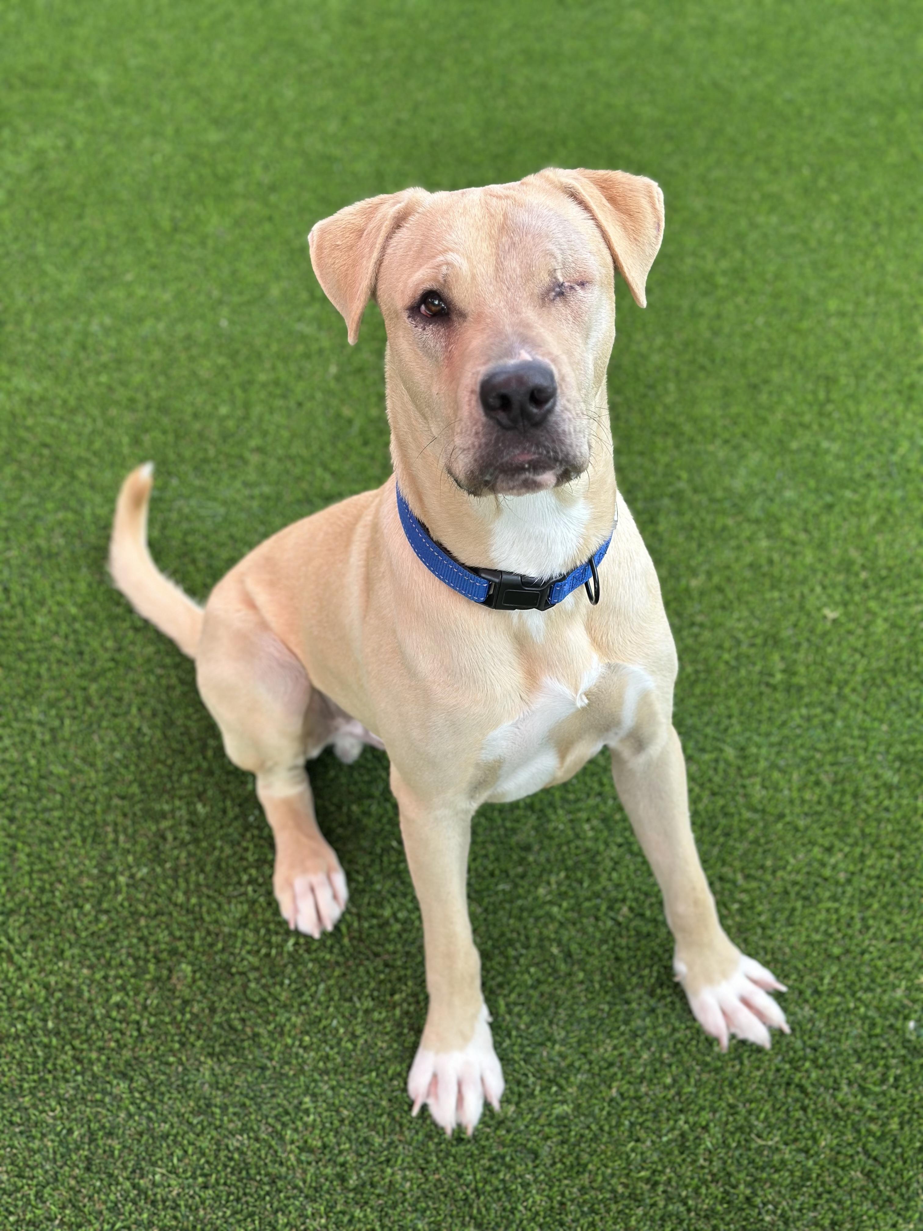 Warren, a Adoptable mixed breed in Glendale, AZ image 3/3