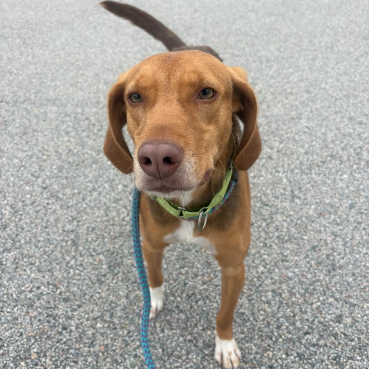 FLETCHER, Adopted, Young Male Mixed Breed.