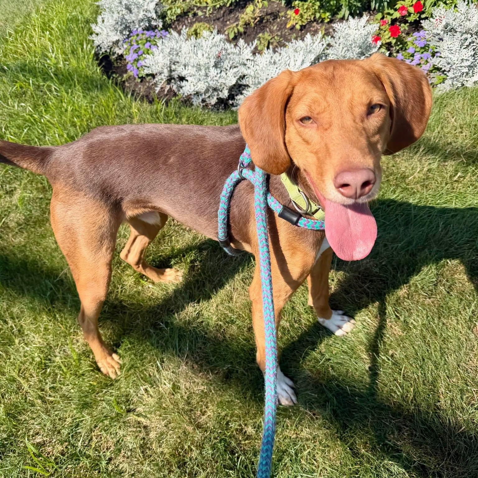 Enlarge FLETCHER, a Adopted Mixed Breed in Cranston, RI image 2/2