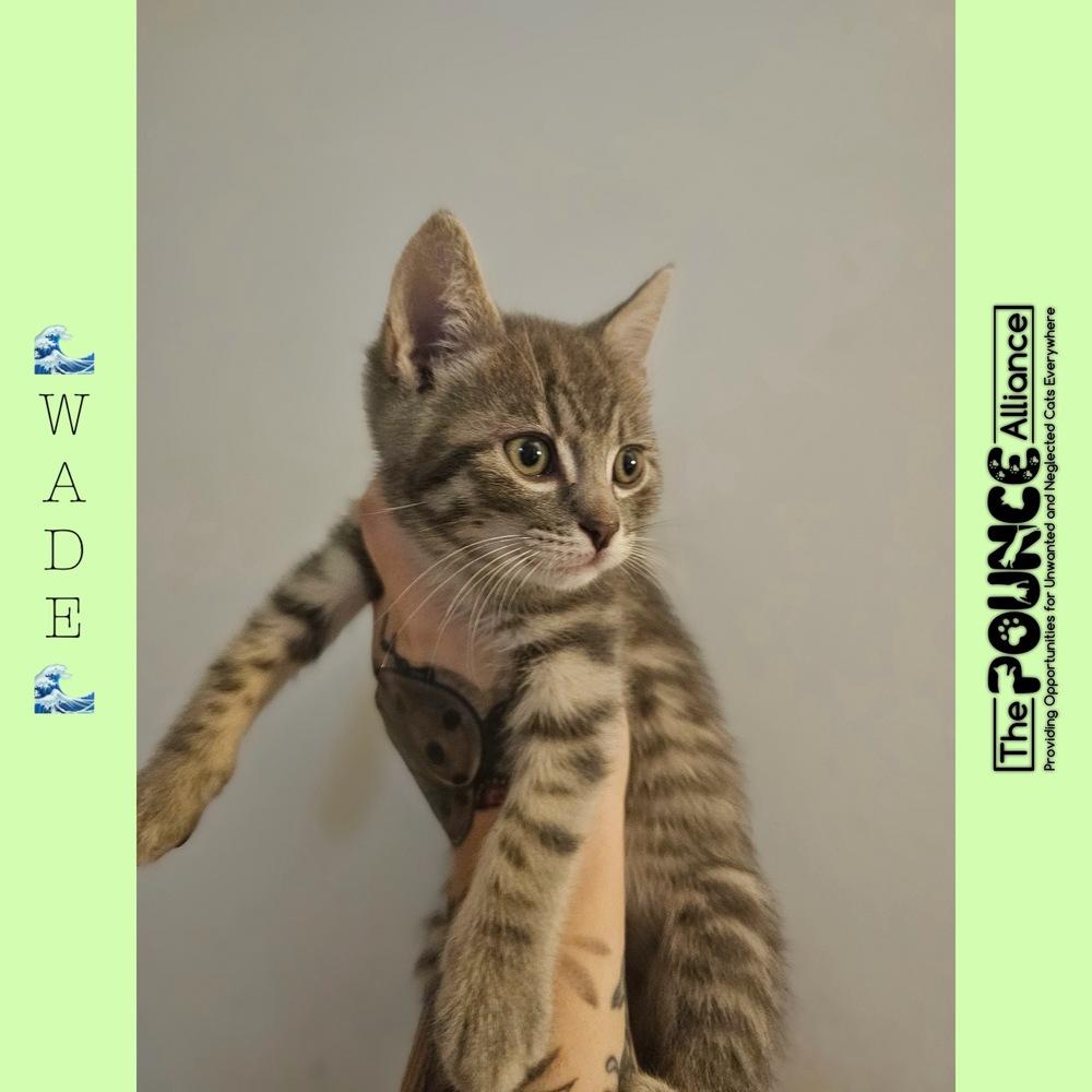 Enlarge Wade, a Adoptable mixed breed in Liberty Lake, WA image 1/1