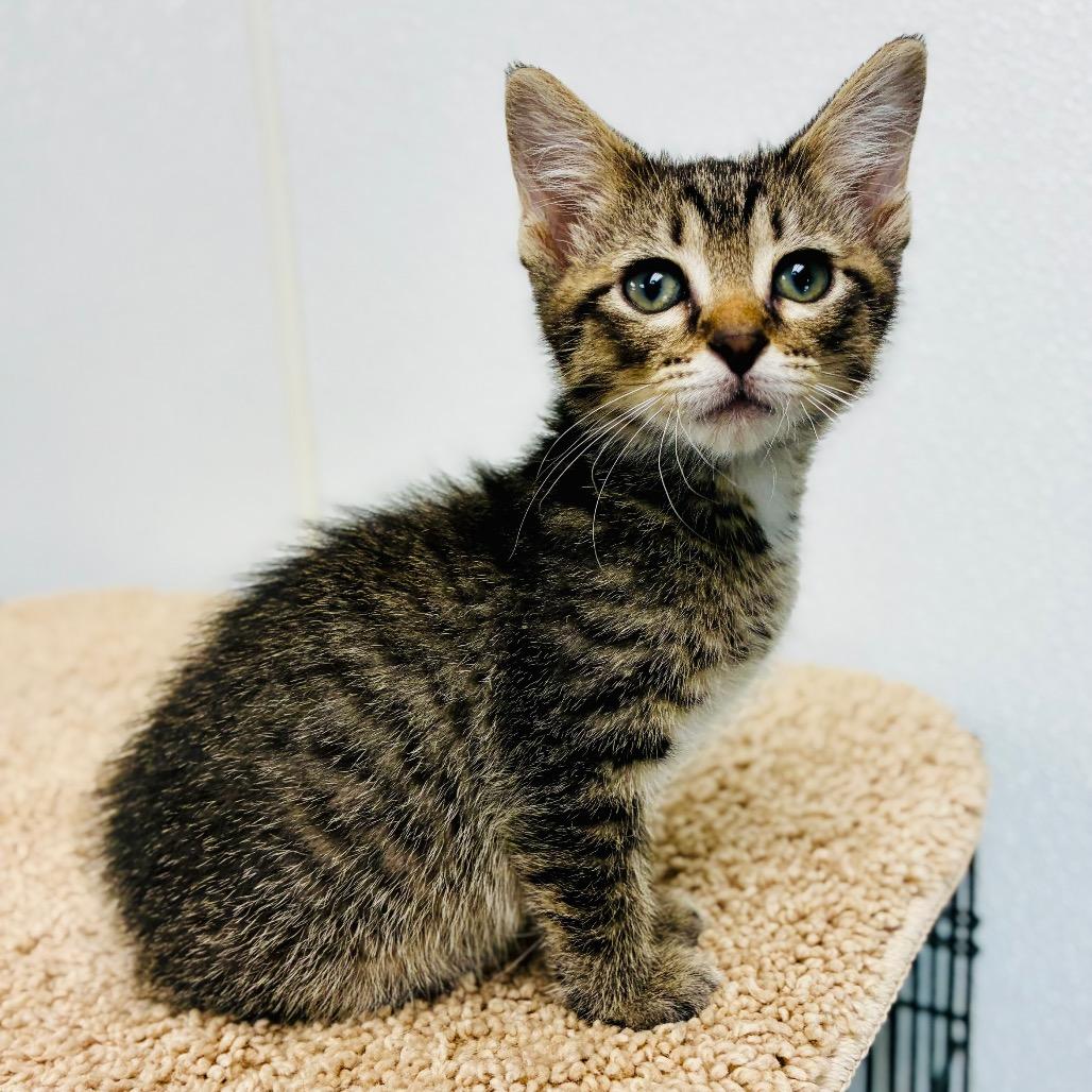 Enlarge Ross, a Adoptable Domestic Short Hair in Lebanon, MO image 1/1