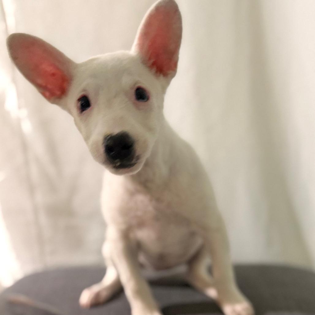 Enlarge Lambchop, a Adoptable mixed breed in Las Vegas, NV image 1/3