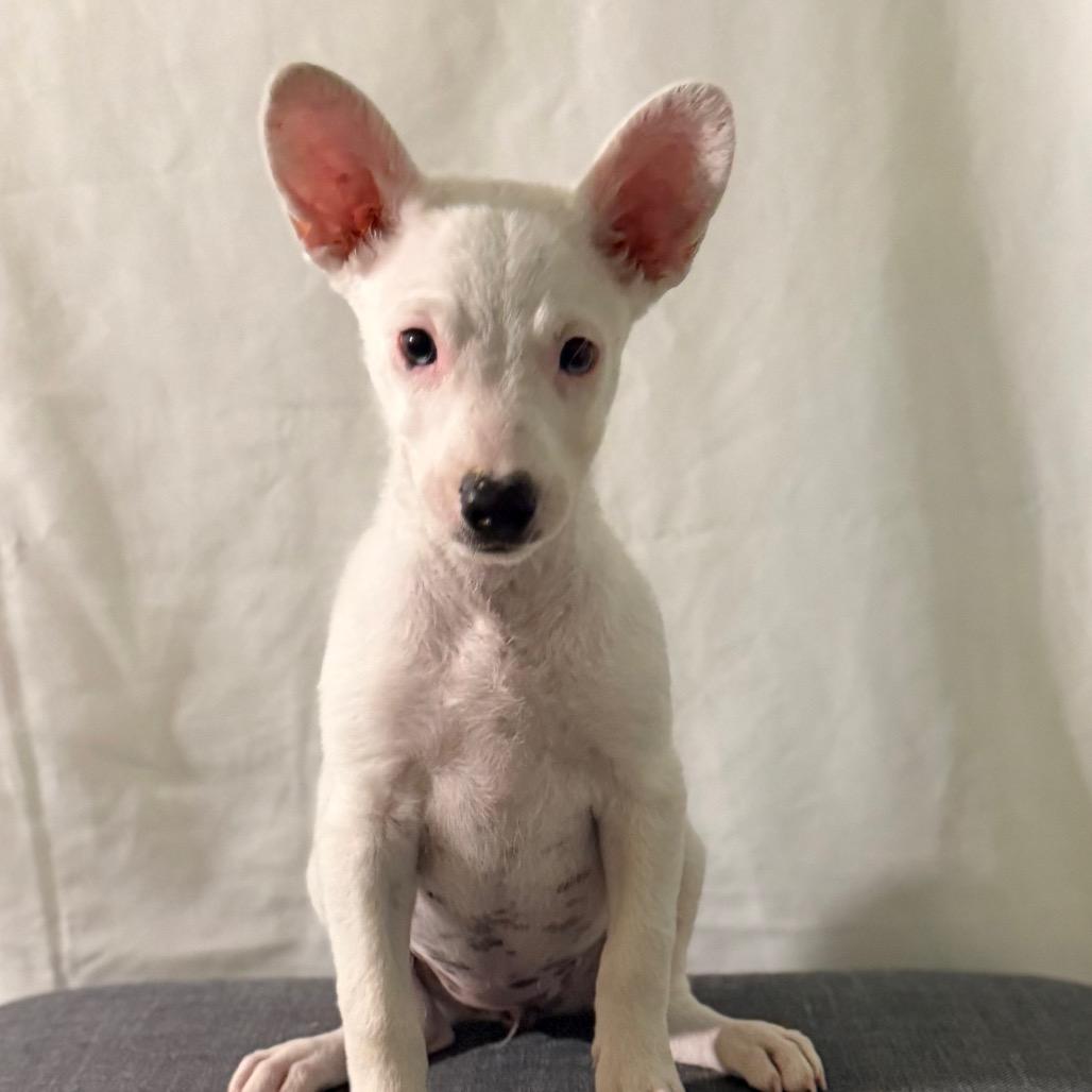 Enlarge Lambchop, a Adoptable mixed breed in Las Vegas, NV image 2/3