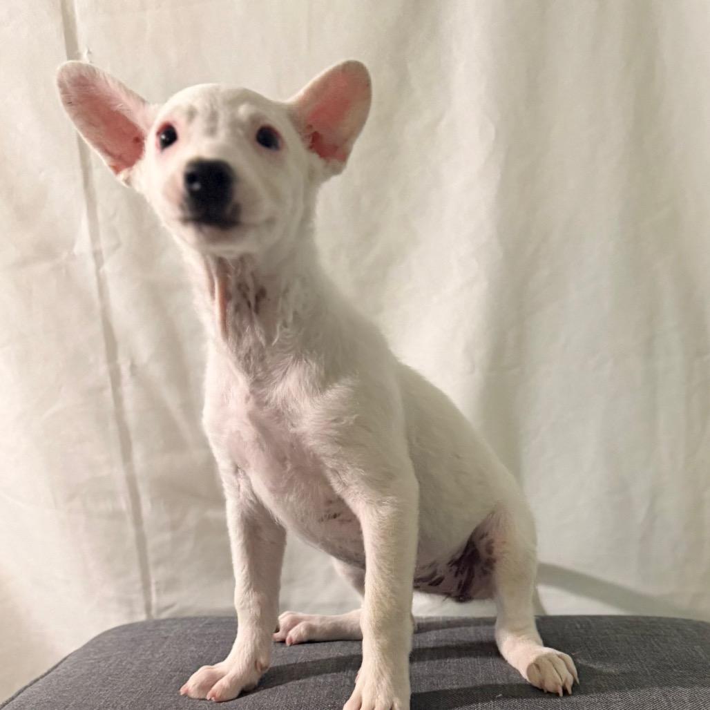 Enlarge Lambchop, a Adoptable mixed breed in Las Vegas, NV image 3/3