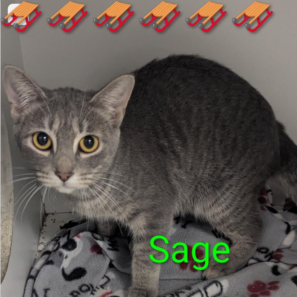 Sage, Adoptable, Adult Female Domestic Short Hair.