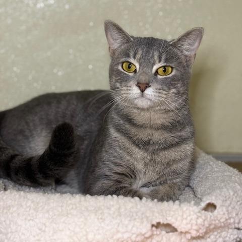 Enlarge Sage, a Adoptable Domestic Short Hair in Jeffersonville, IN image 2/3
