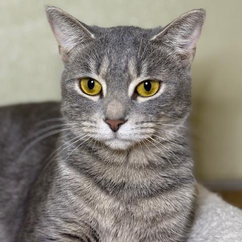 Enlarge Sage, a Adoptable Domestic Short Hair in Jeffersonville, IN image 3/3