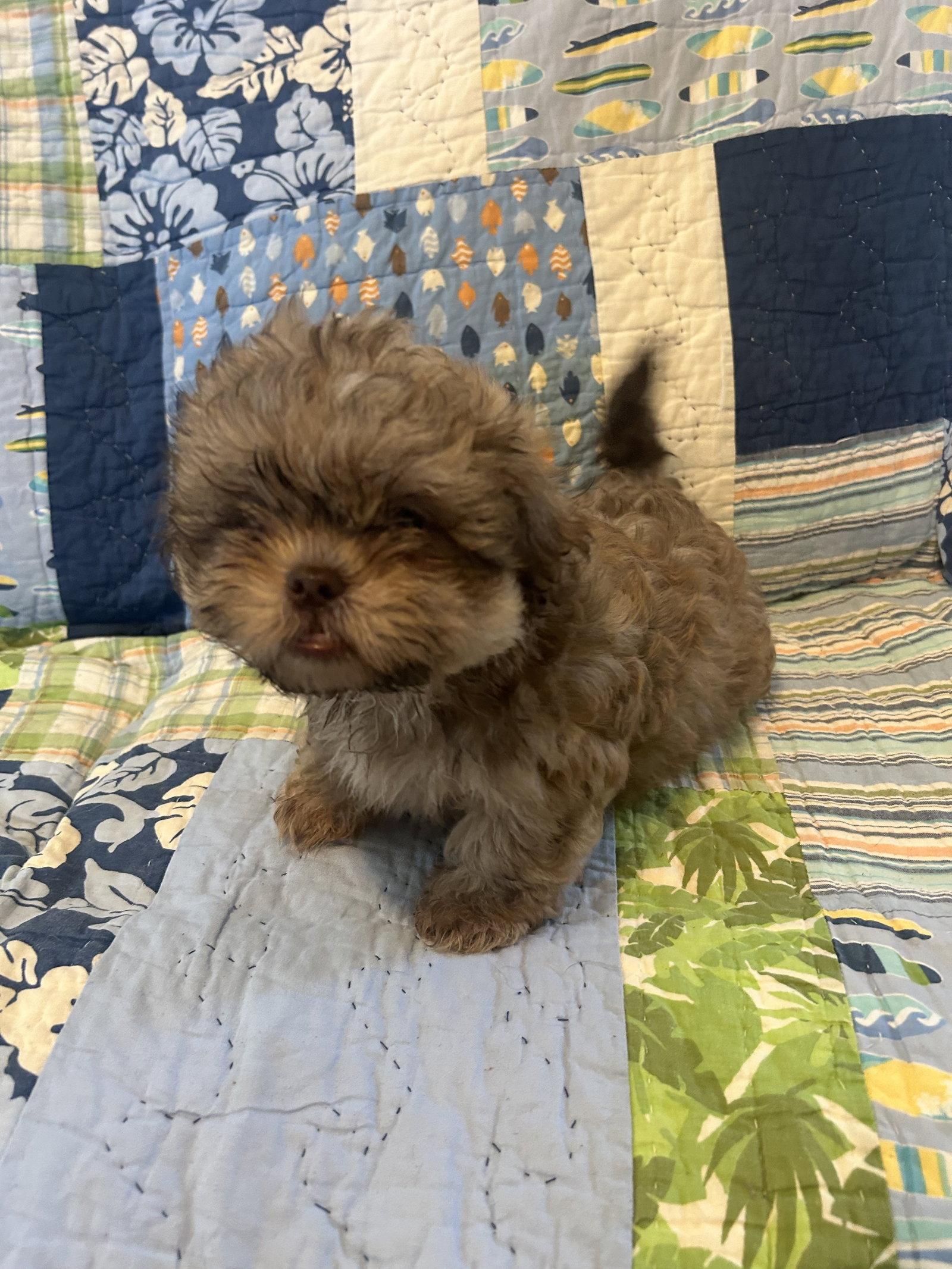 Benson, Adopted, Puppy Male Shih Tzu.