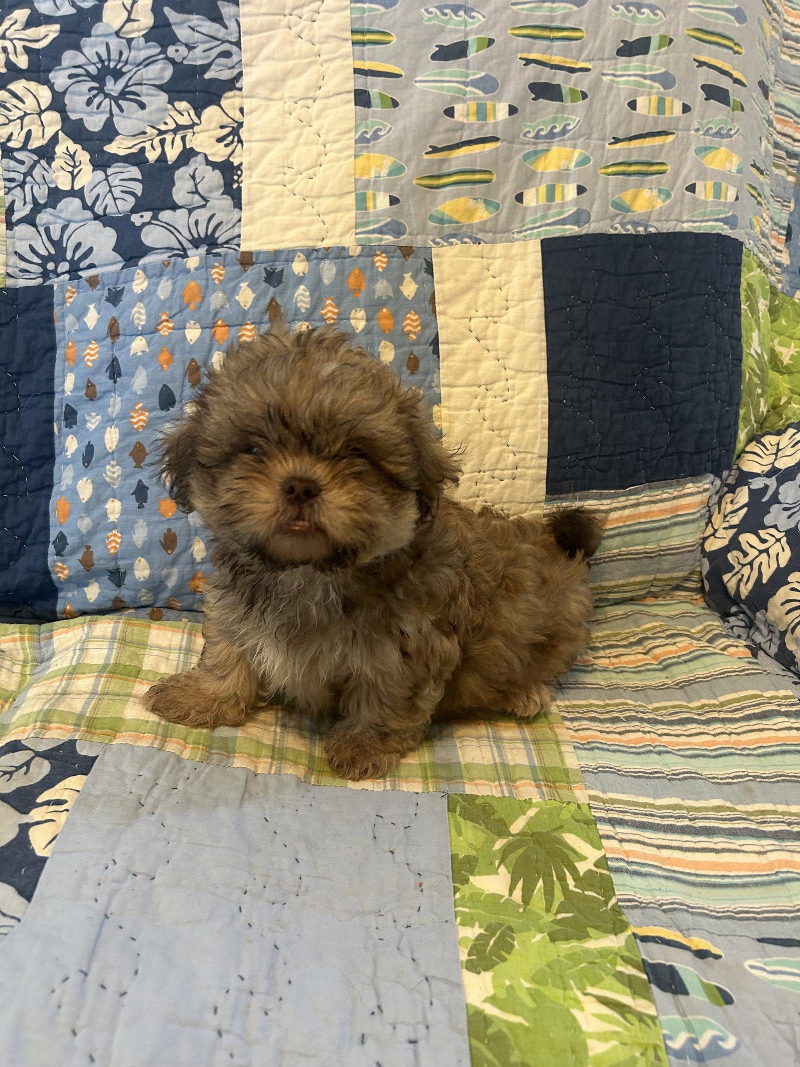 Enlarge Benson, a Adopted Shih Tzu in Pipe Creek, TX image 2/2