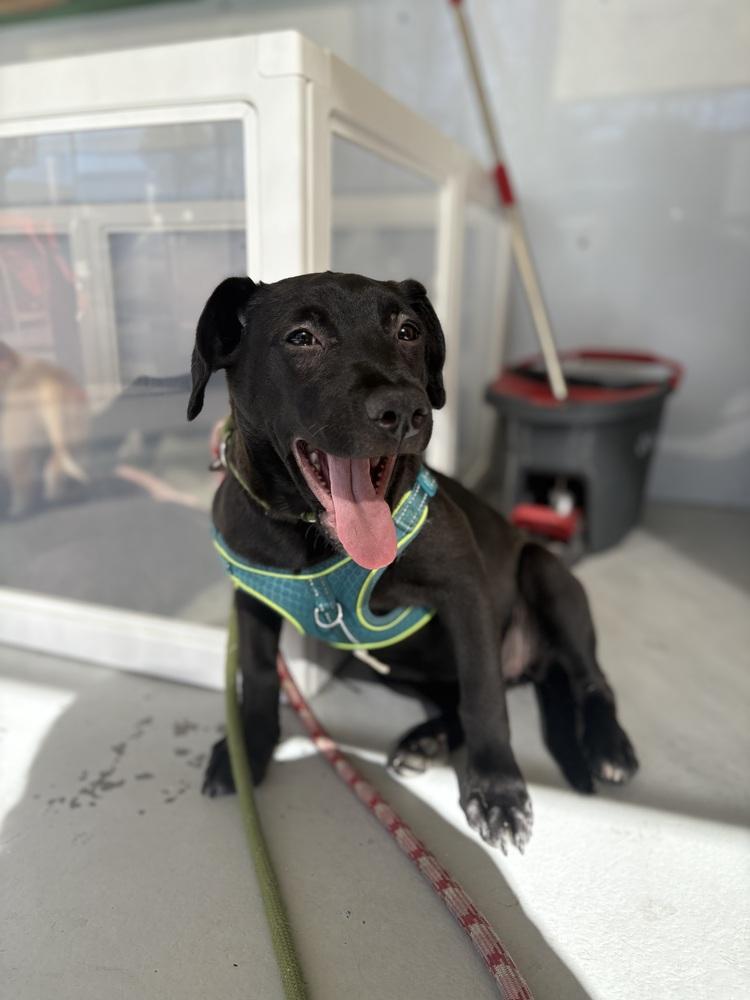 Enlarge Phoenix #2460, a Adoptable mixed breed in Studio City, CA image 1/2