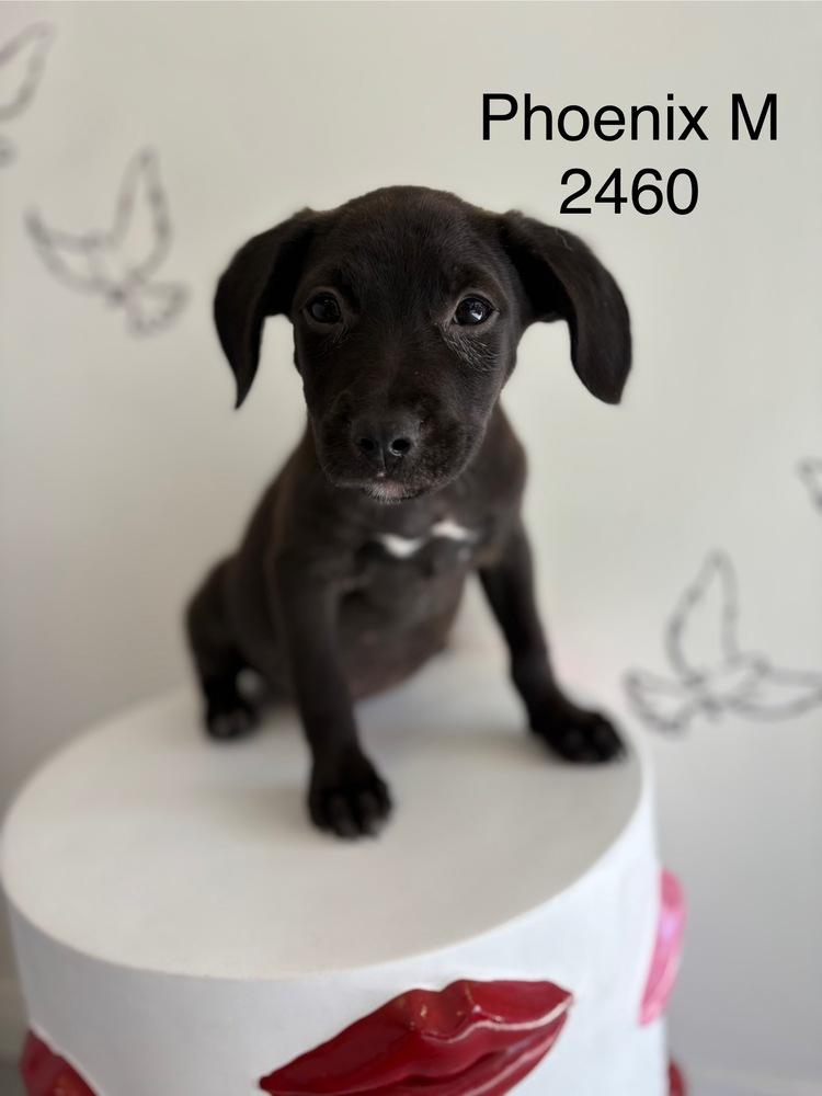 Enlarge Phoenix #2460, a Adoptable mixed breed in Studio City, CA image 1/1