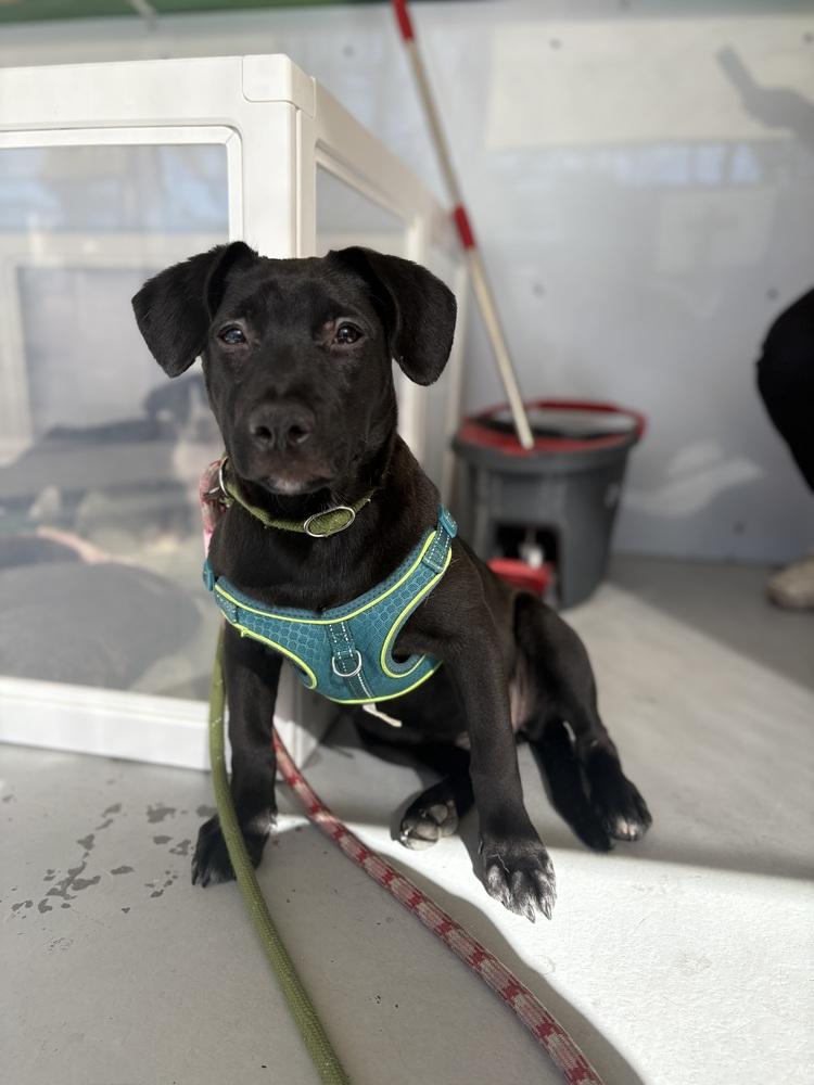 Enlarge Phoenix #2460, a Adoptable mixed breed in Studio City, CA image 2/2