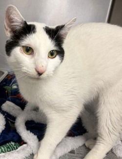 Enlarge CA 129 Chatter, a Adoptable Domestic Short Hair in Glen Allen, VA image 1/3