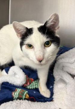 Enlarge CA 129 Chatter, a Adoptable Domestic Short Hair in Glen Allen, VA image 2/3